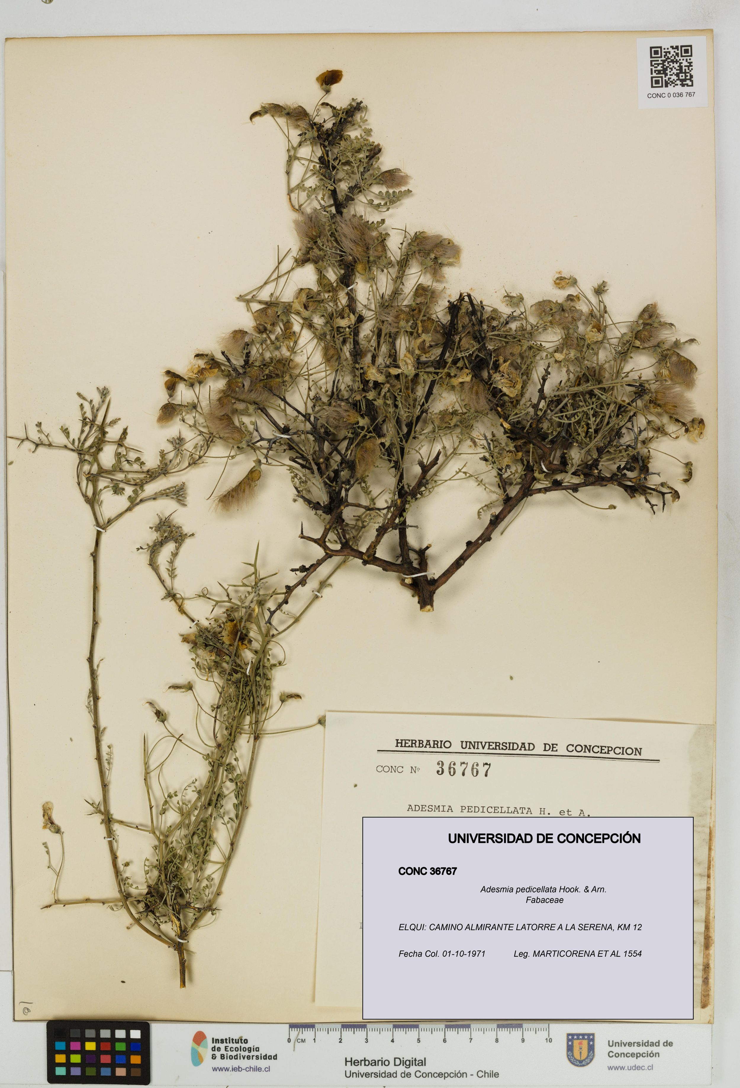 Adesmia pedicellata [Espécimen: ]