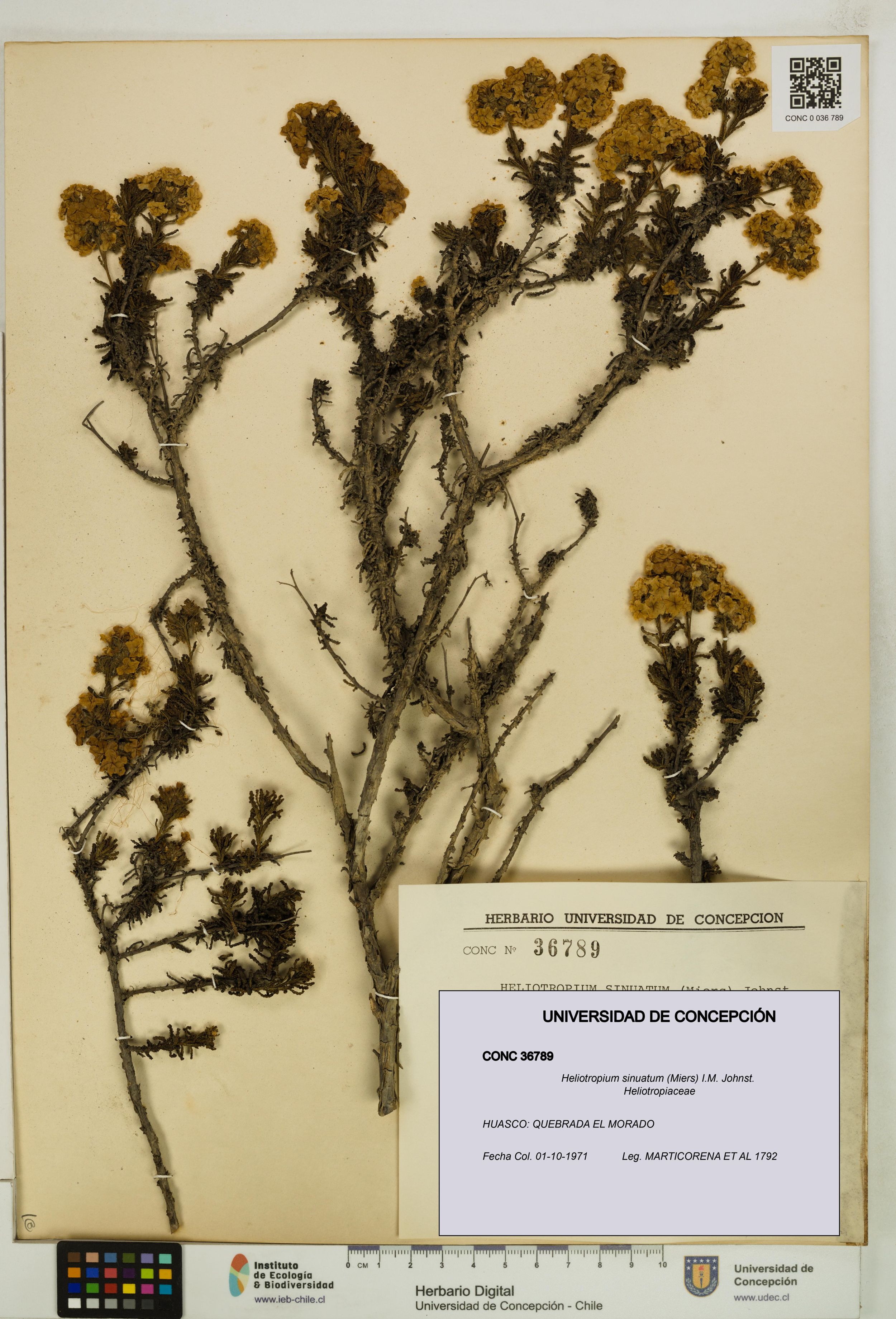 Heliotropium sinuatum [Espécimen: ]