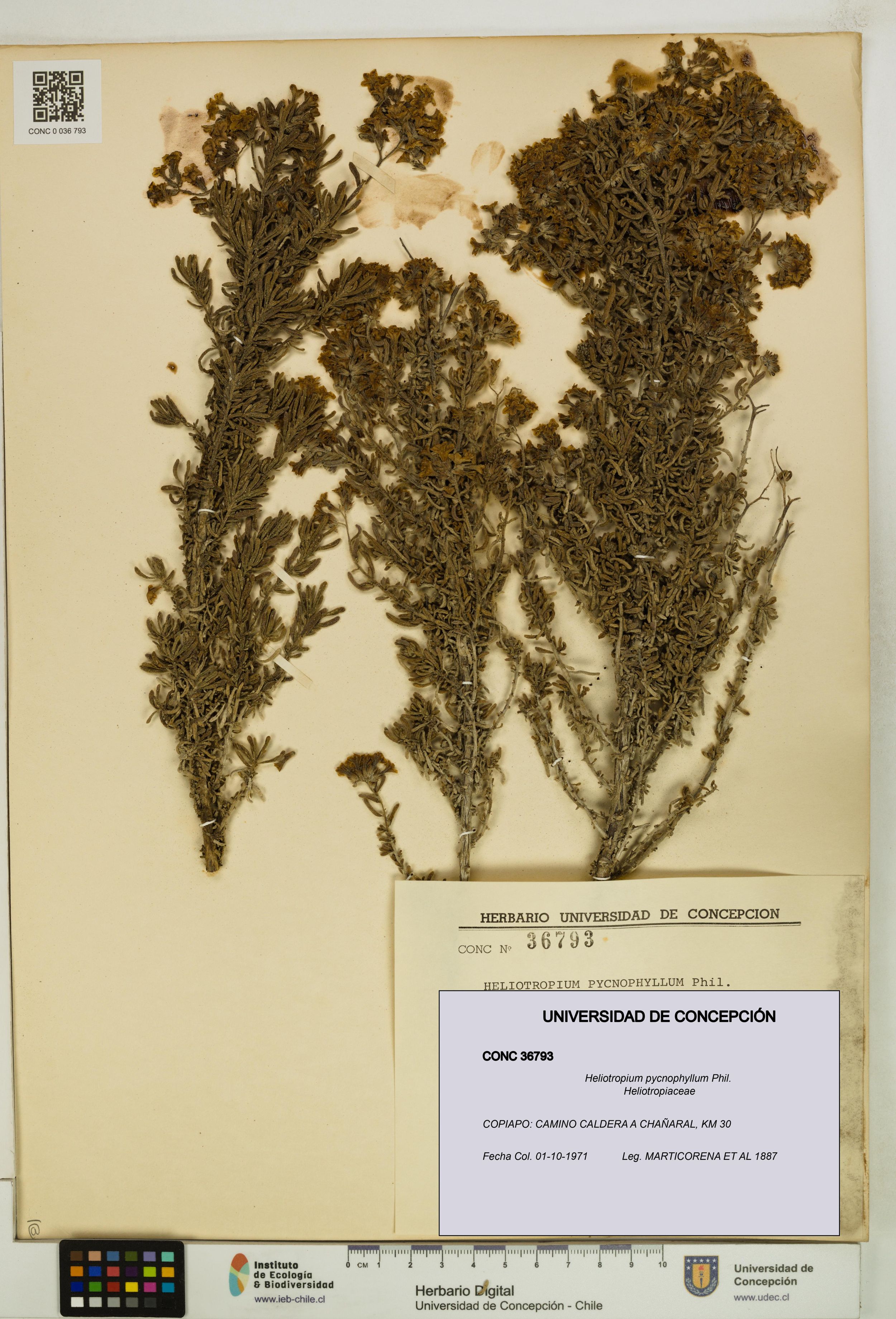 Heliotropium pycnophyllum [Espécimen: ]