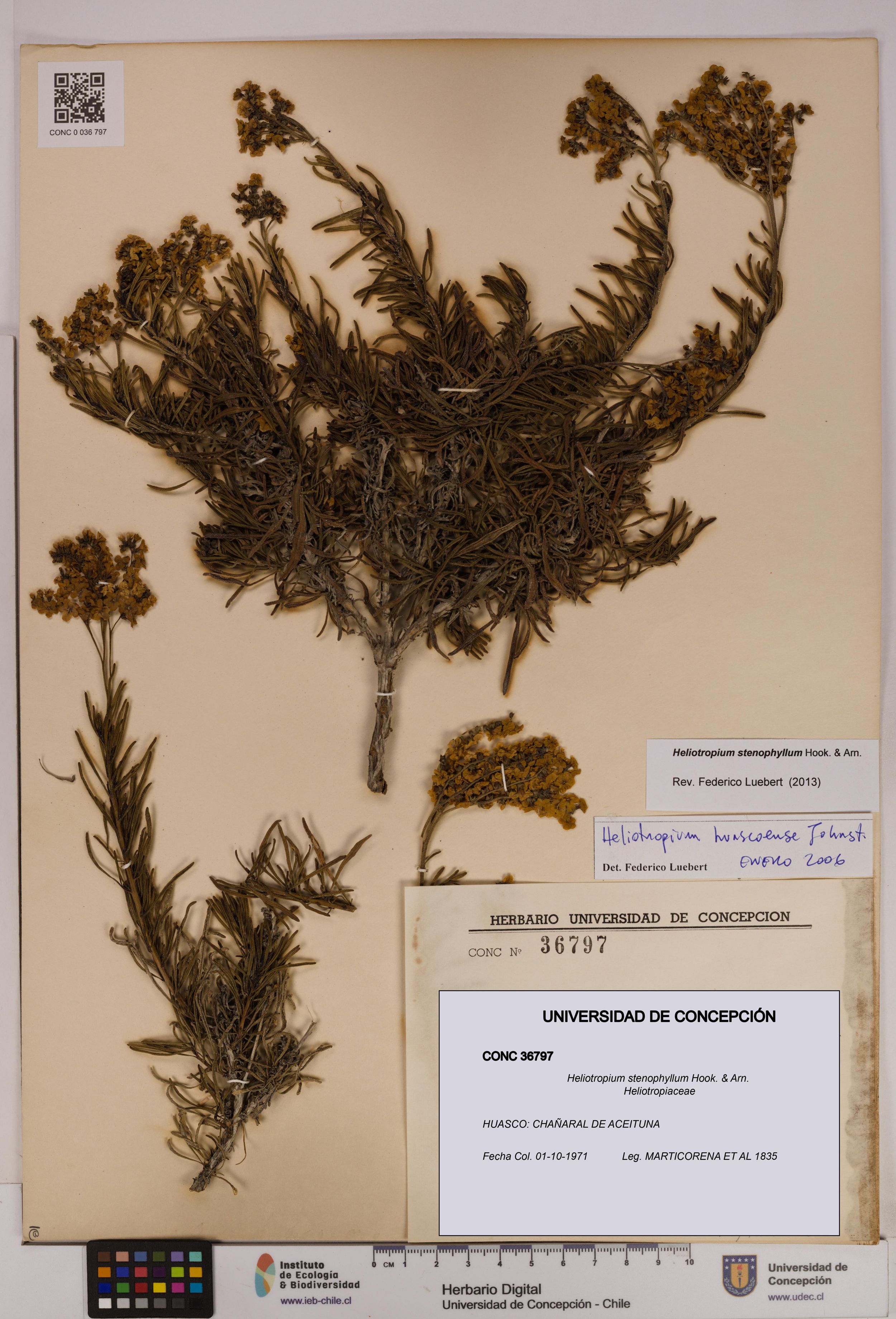Heliotropium stenophyllum [Espécimen: ]