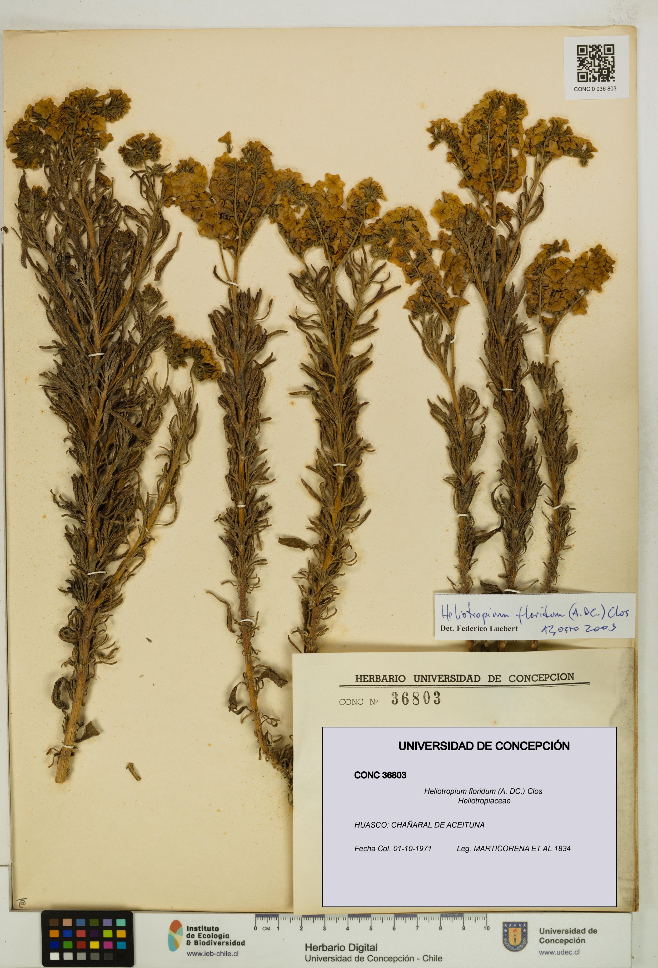 Heliotropium floridum [Espécimen: ]