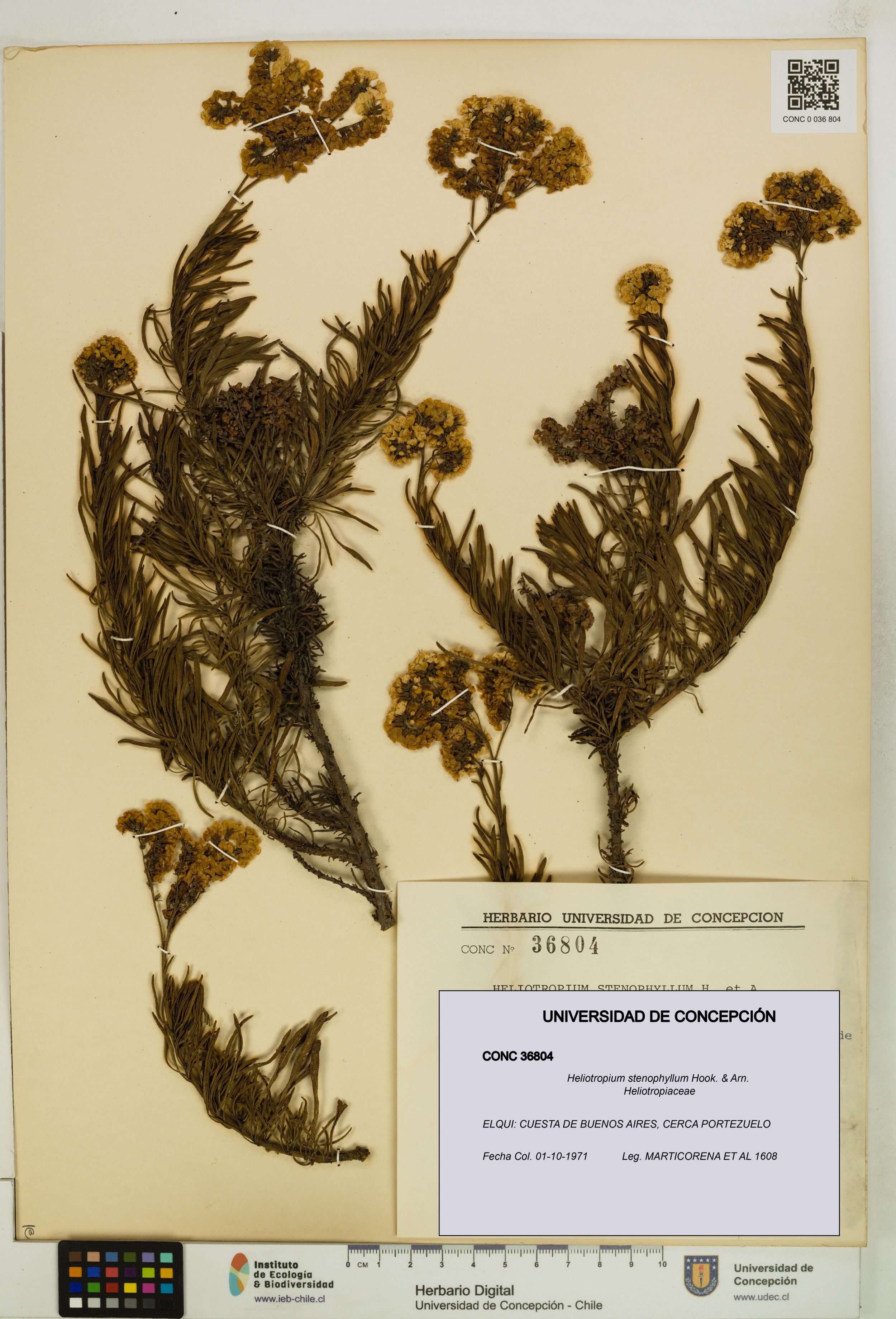 Heliotropium stenophyllum [Espécimen: ]