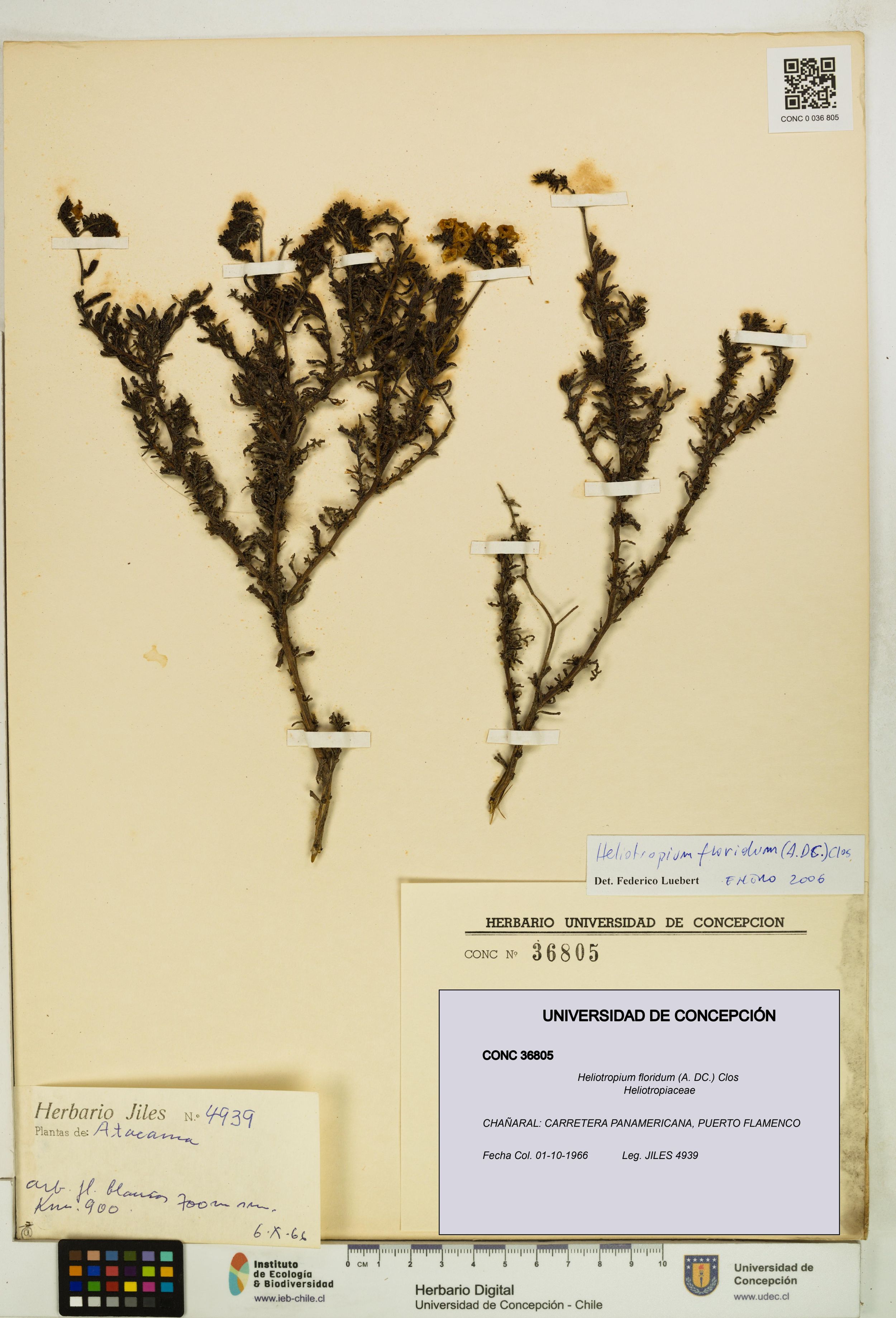 Heliotropium floridum [Espécimen: ]