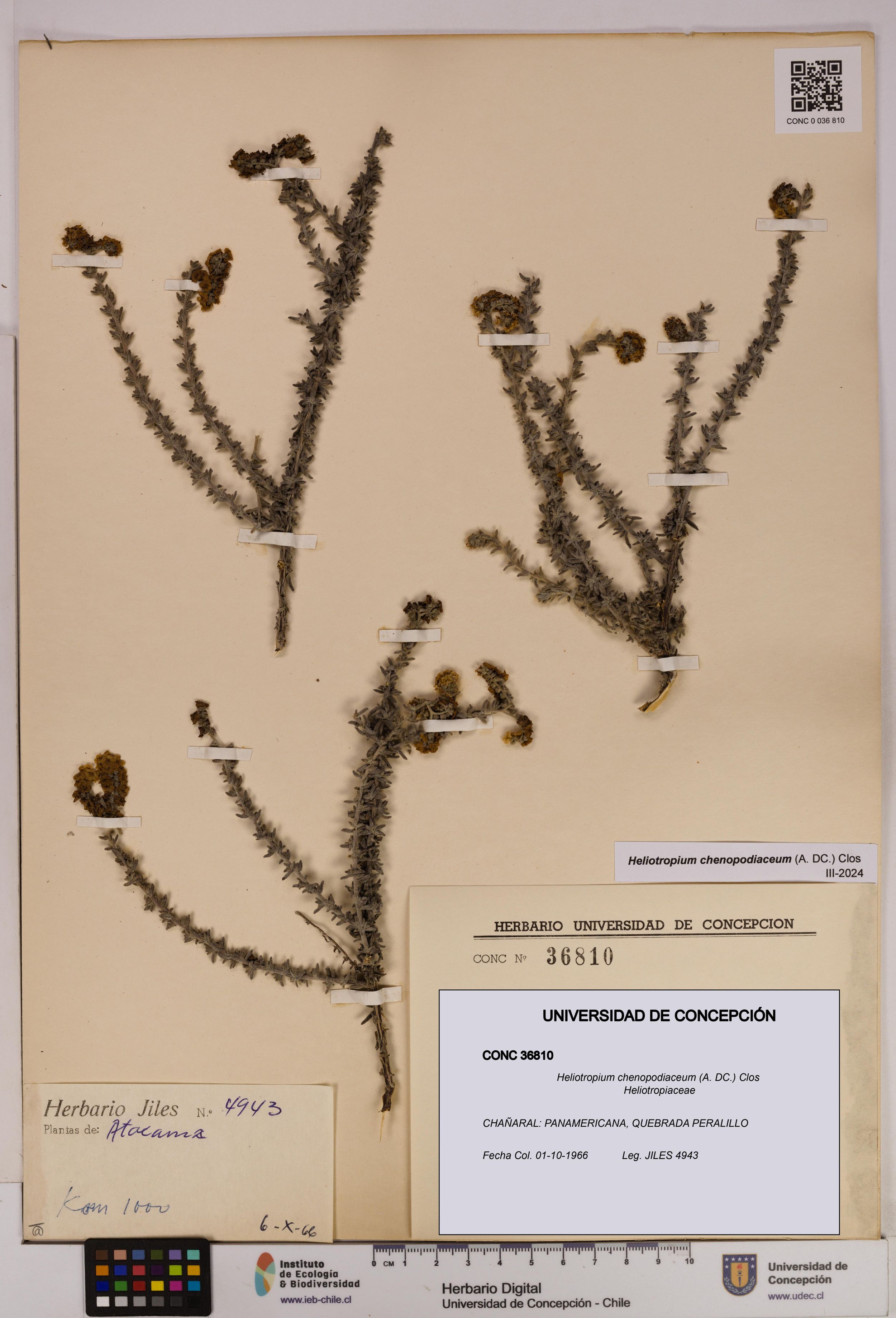 Heliotropium chenopodiaceum [Espécimen: ]