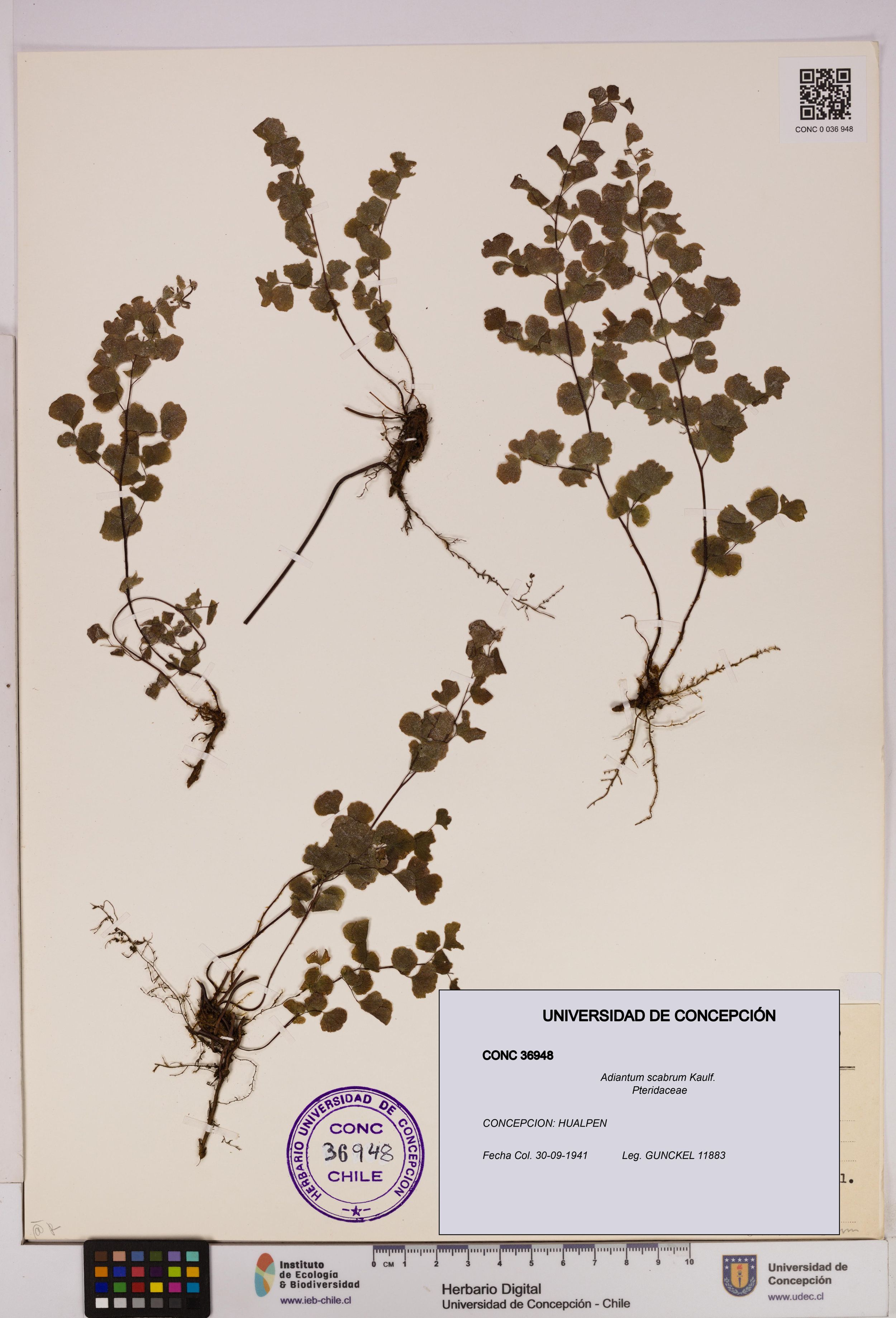 Adiantum scabrum [Espécimen: ]