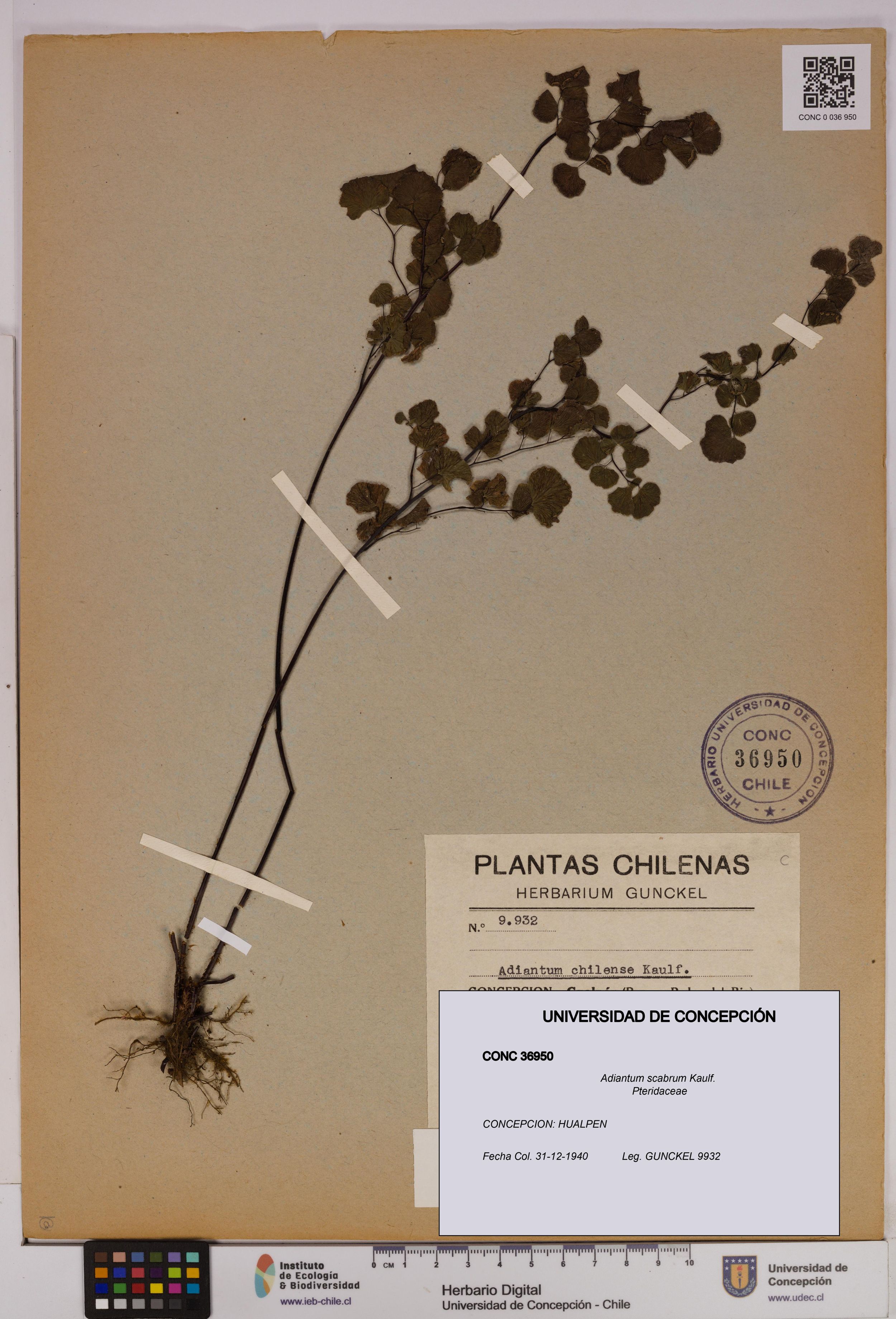 Adiantum scabrum [Espécimen: ]