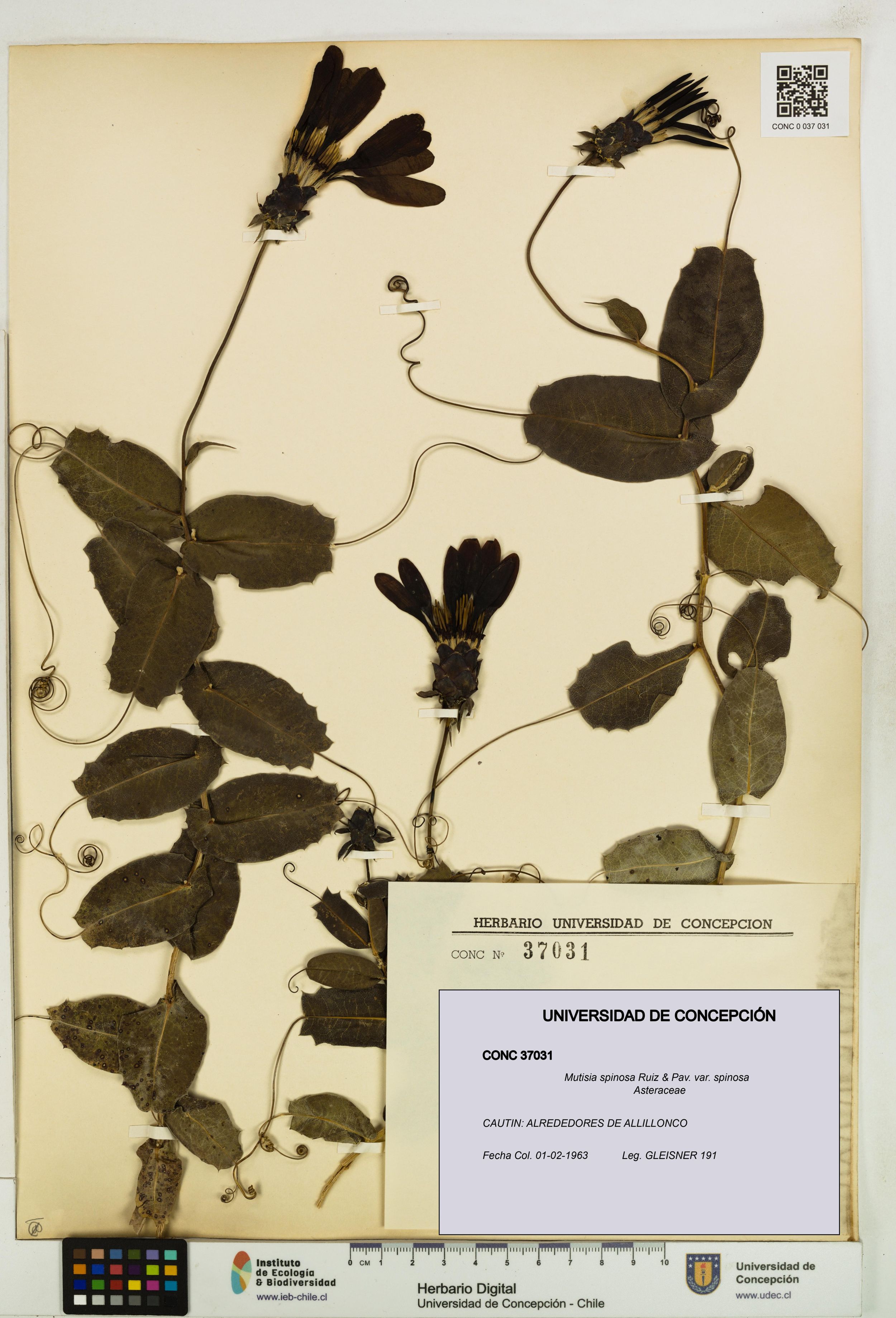 Mutisia spinosa var. spinosa [Espécimen: ]