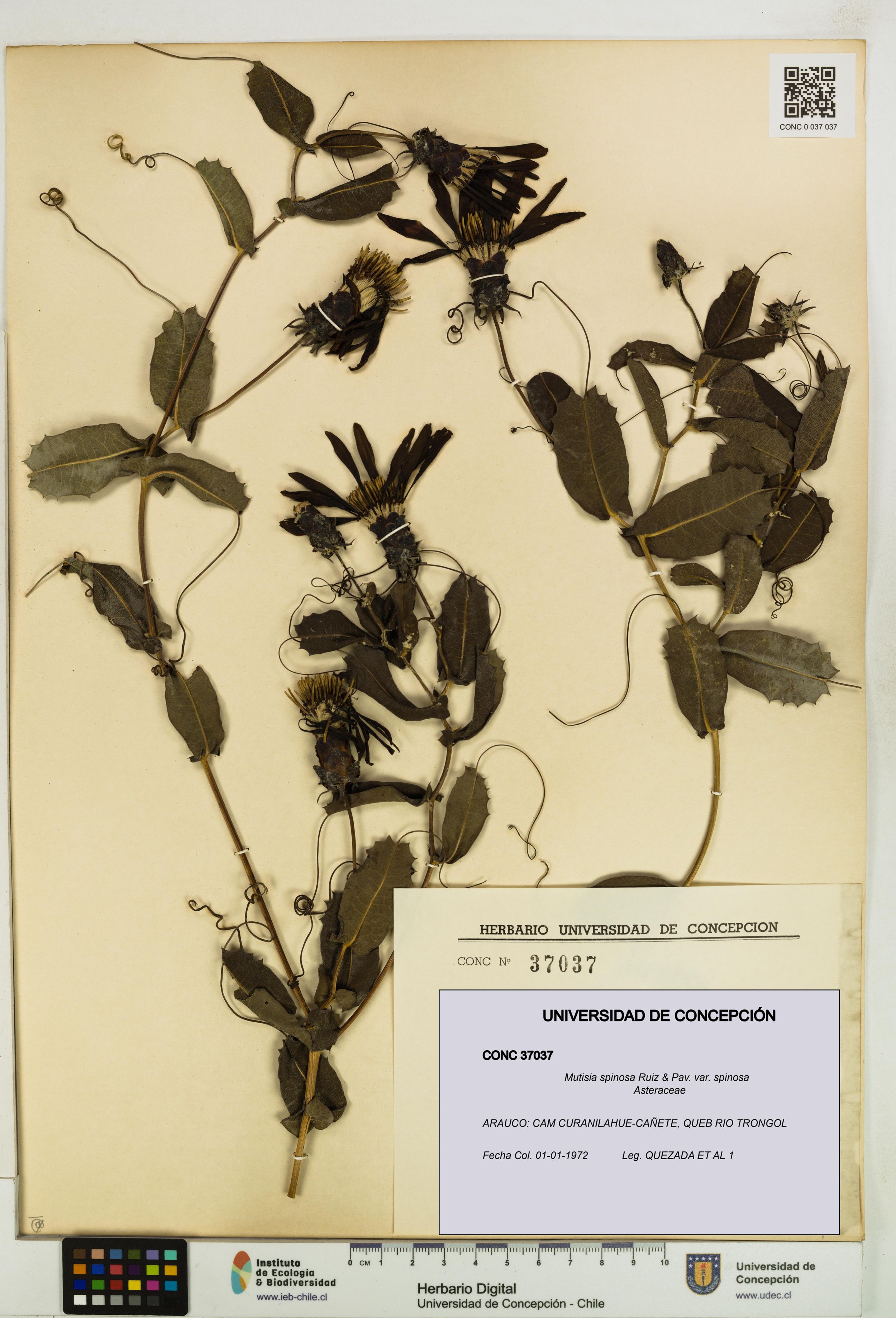 Mutisia spinosa var. spinosa [Espécimen: ]