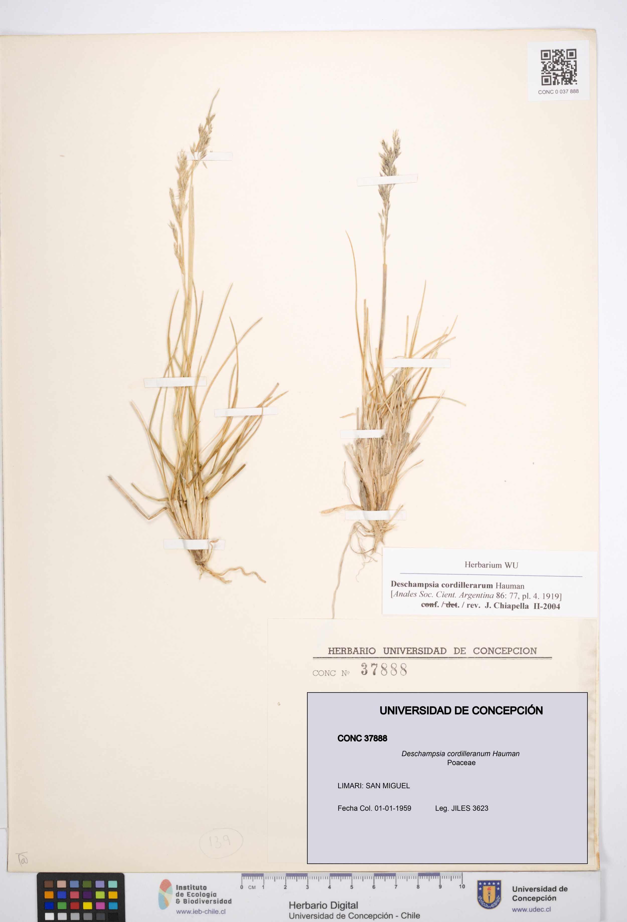 Deschampsia cordilleranum [Espécimen: ]