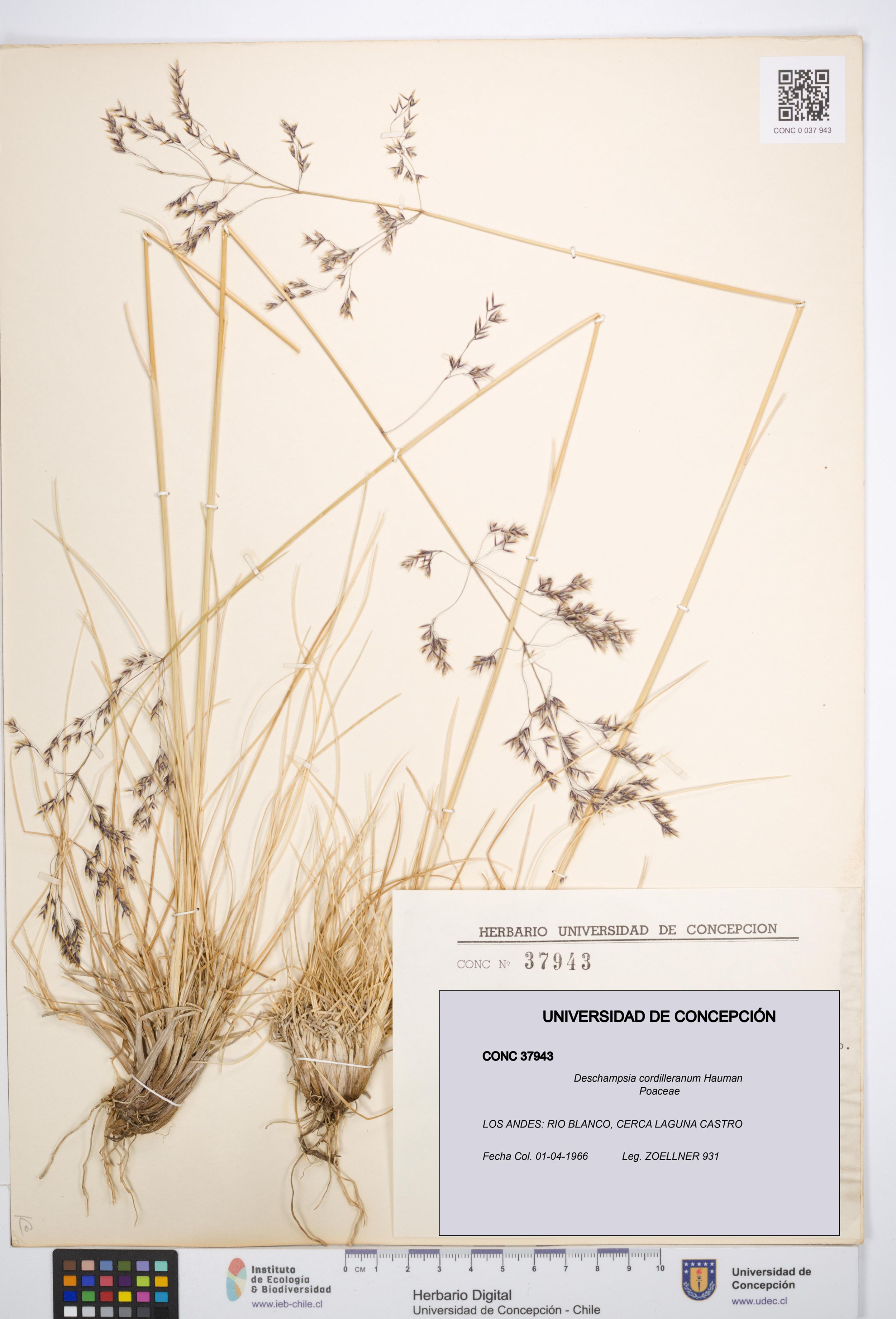 Deschampsia cordilleranum [Espécimen: ]