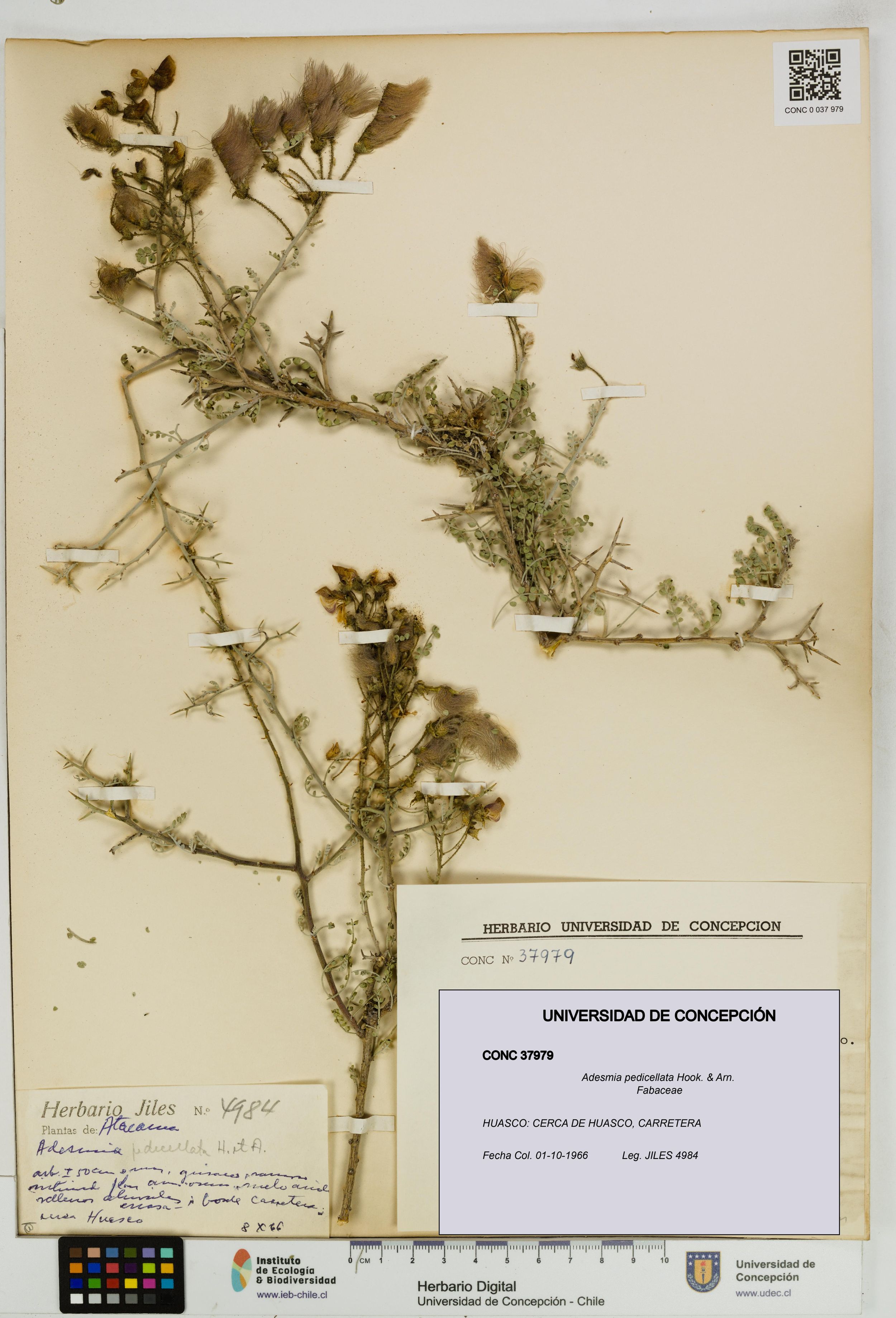 Adesmia pedicellata [Espécimen: ]