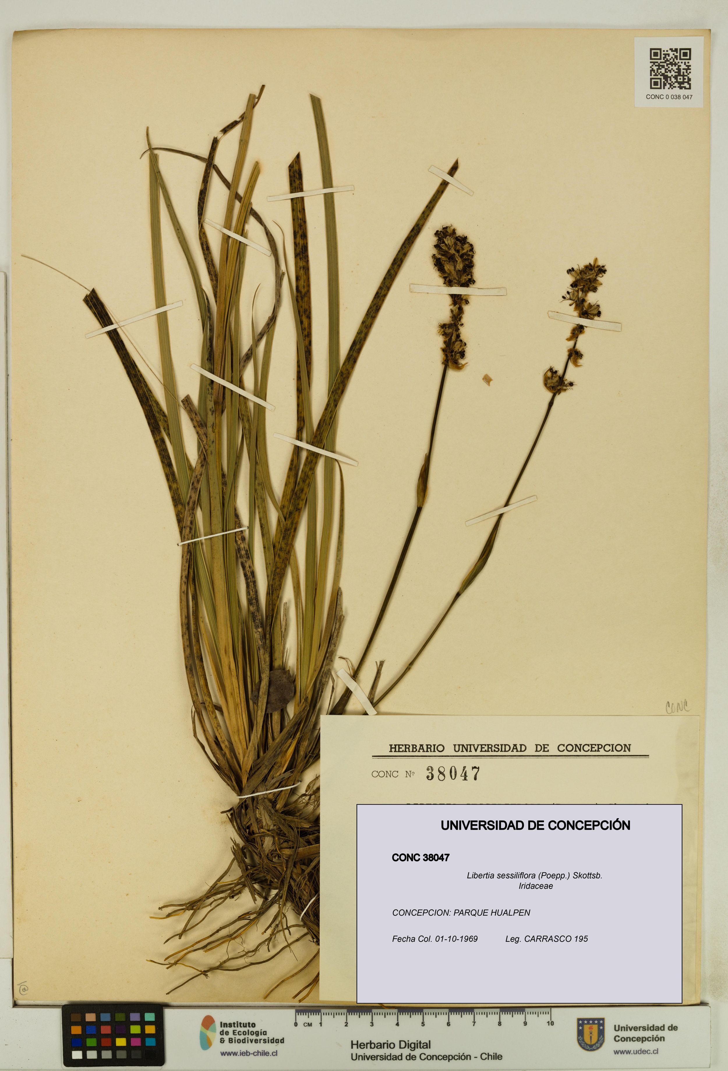 Libertia sessiliflora [Espécimen: ]