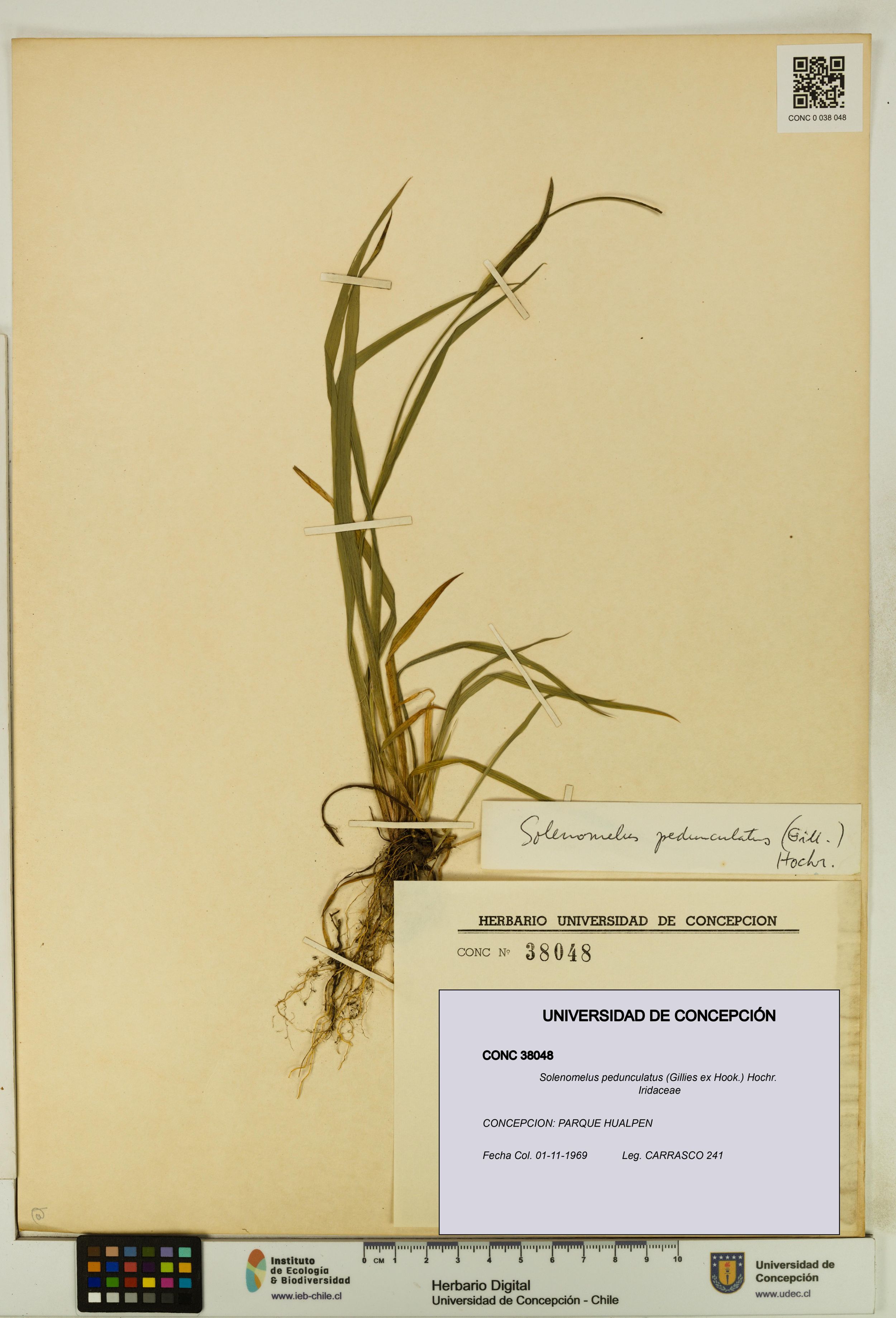Solenomelus pedunculatus [Espécimen: ]