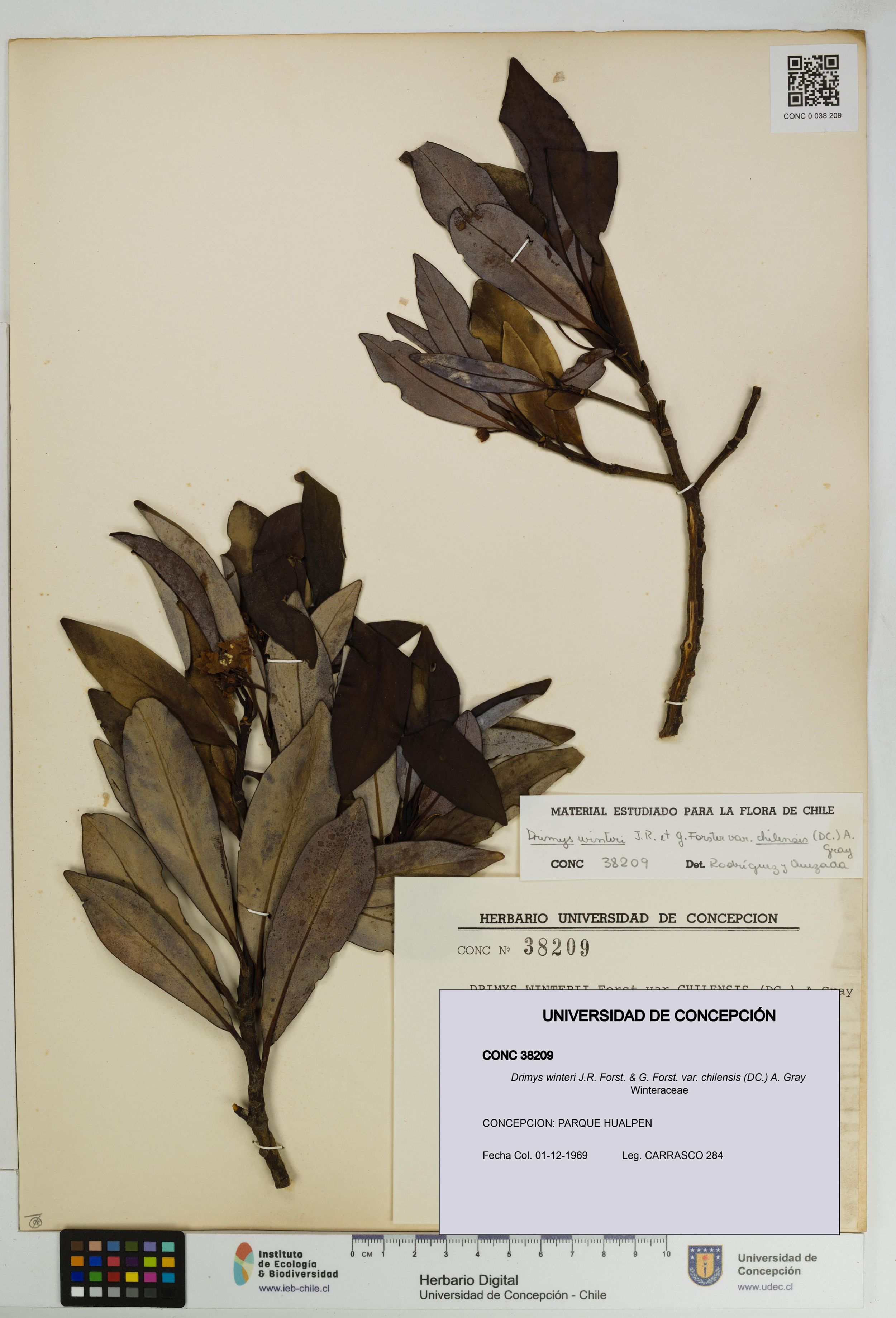 Drimys winteri var. chilensis [Espécimen: ]