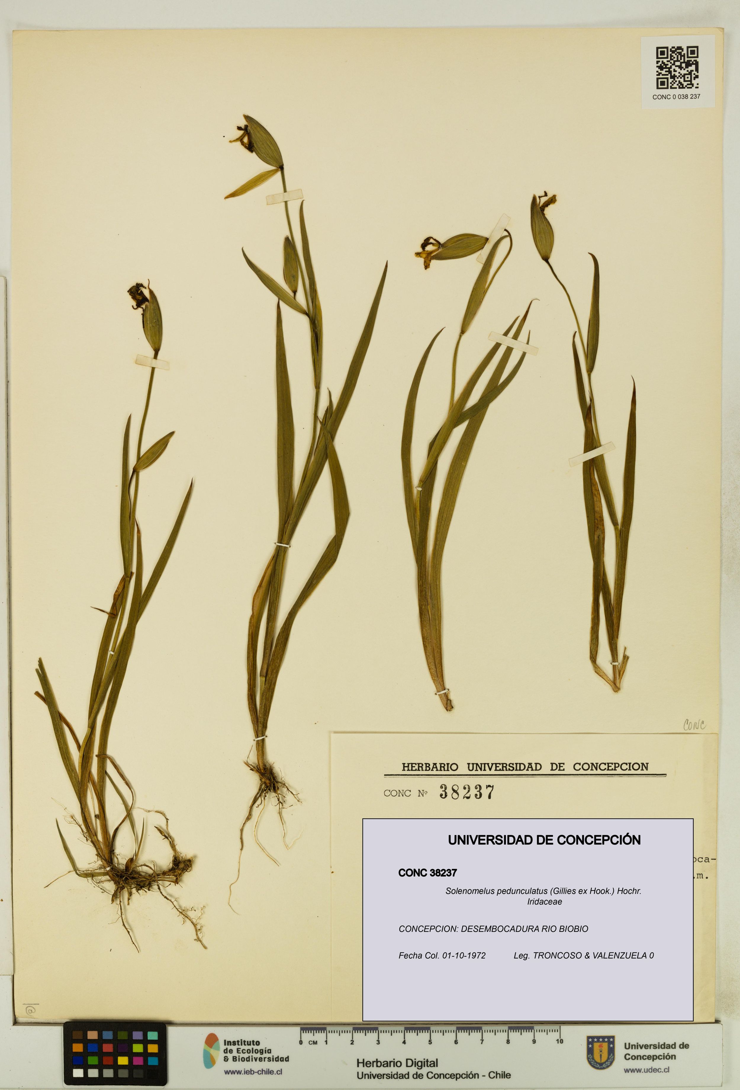 Solenomelus pedunculatus [Espécimen: ]