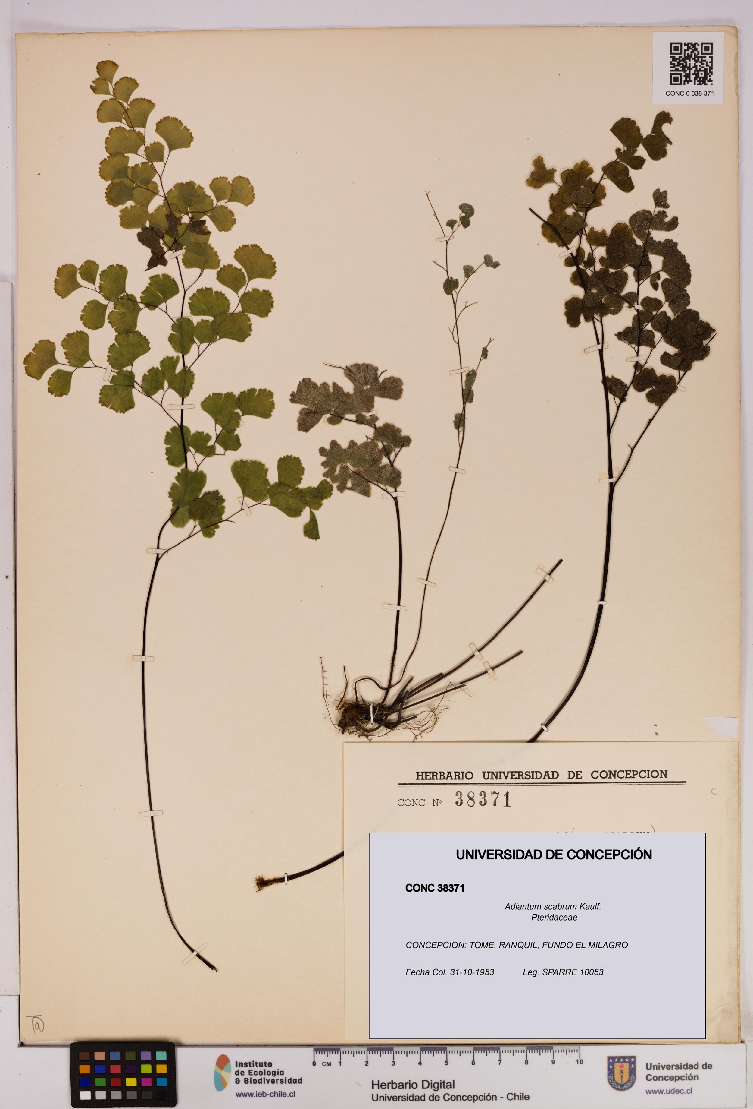 Adiantum scabrum [Espécimen: ]