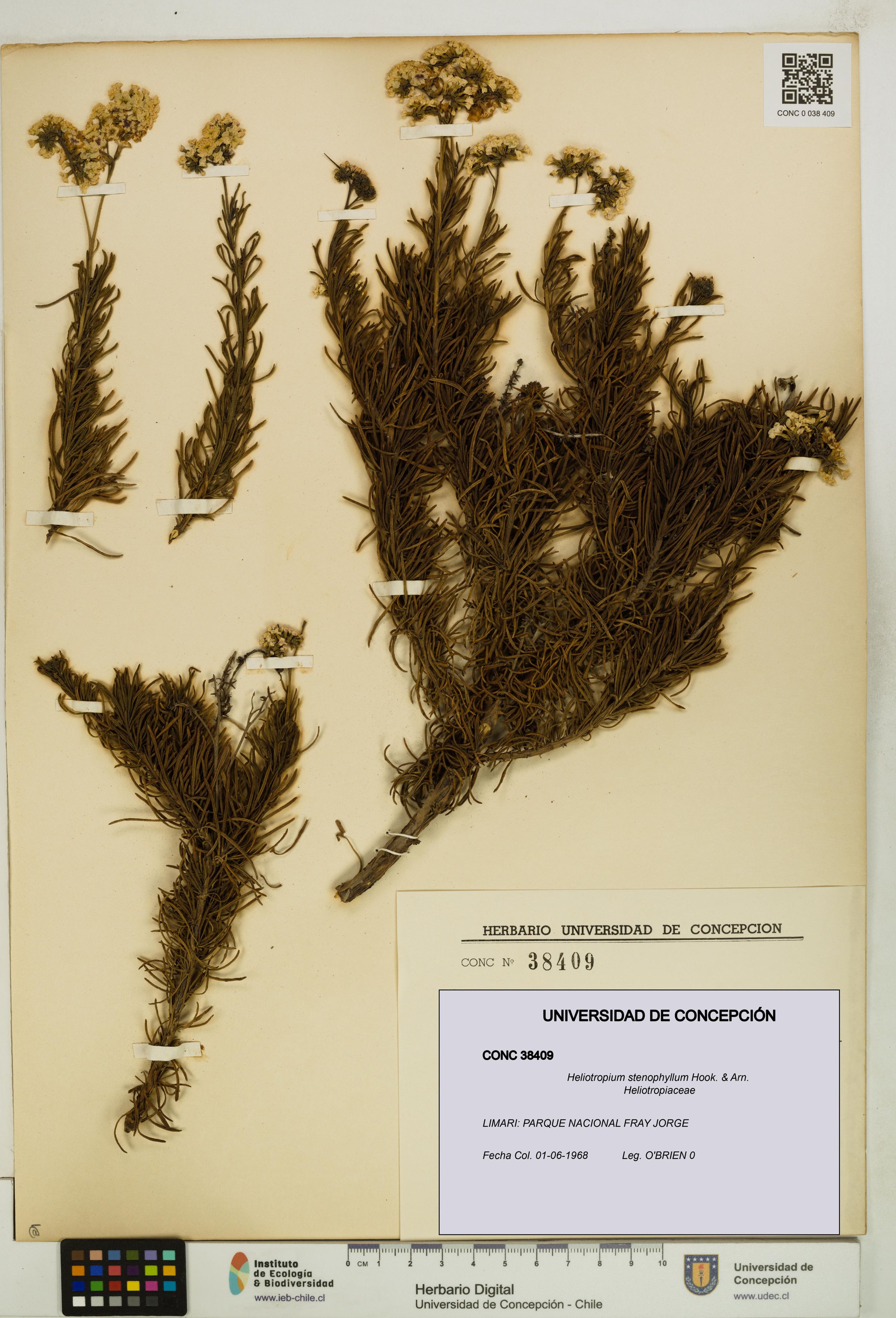 Heliotropium stenophyllum [Espécimen: ]