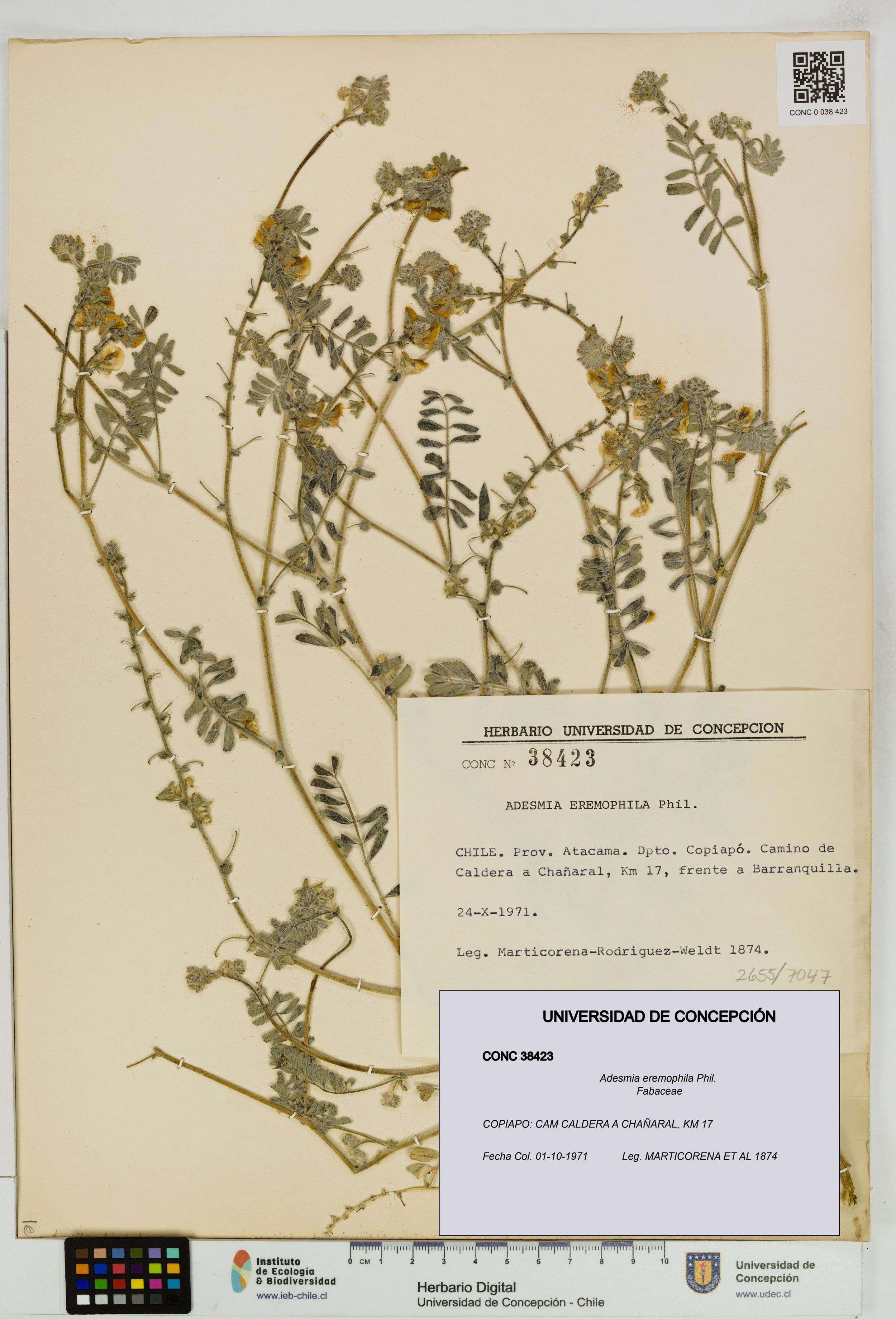 Adesmia eremophila [Espécimen: ]