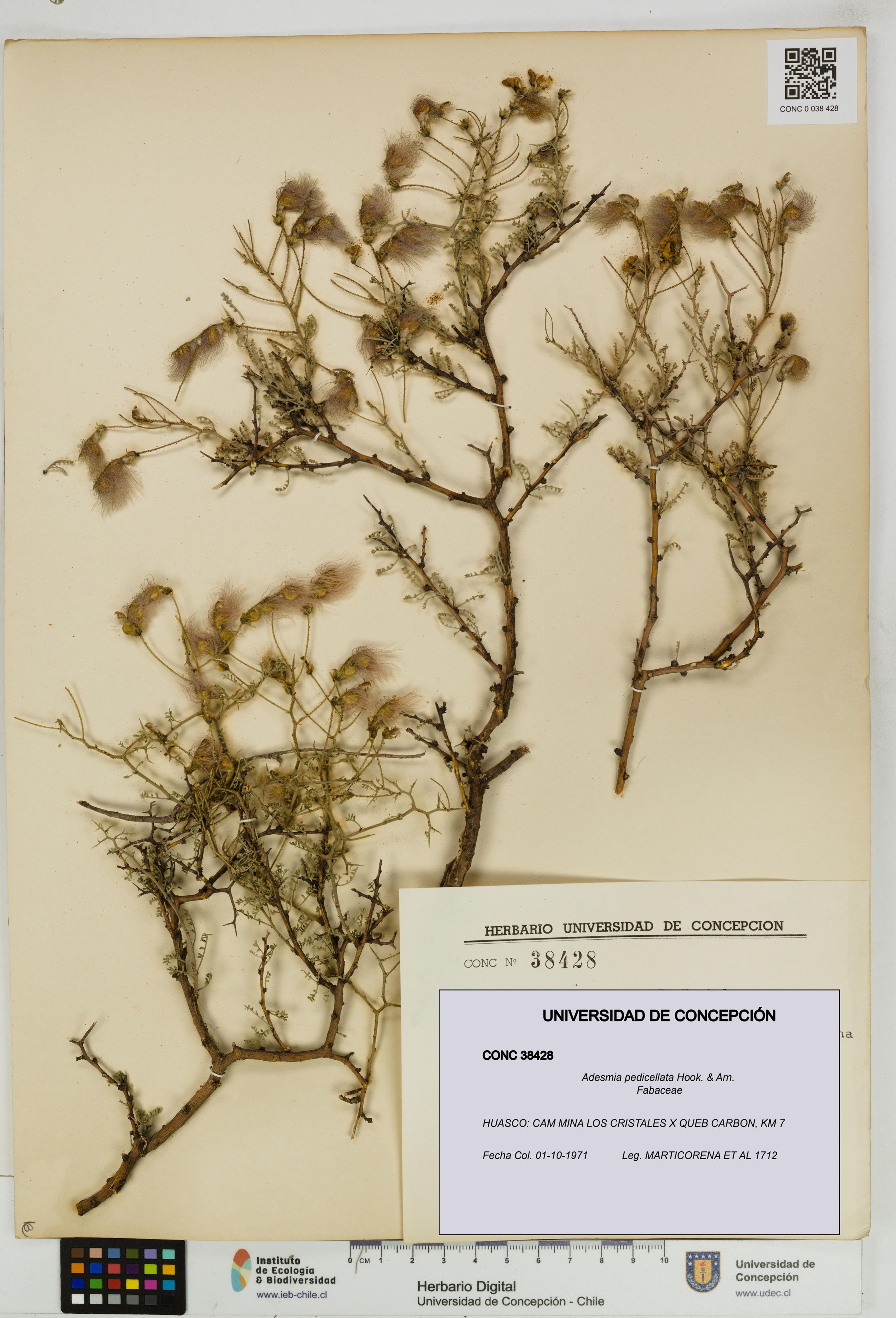 Adesmia pedicellata [Espécimen: ]