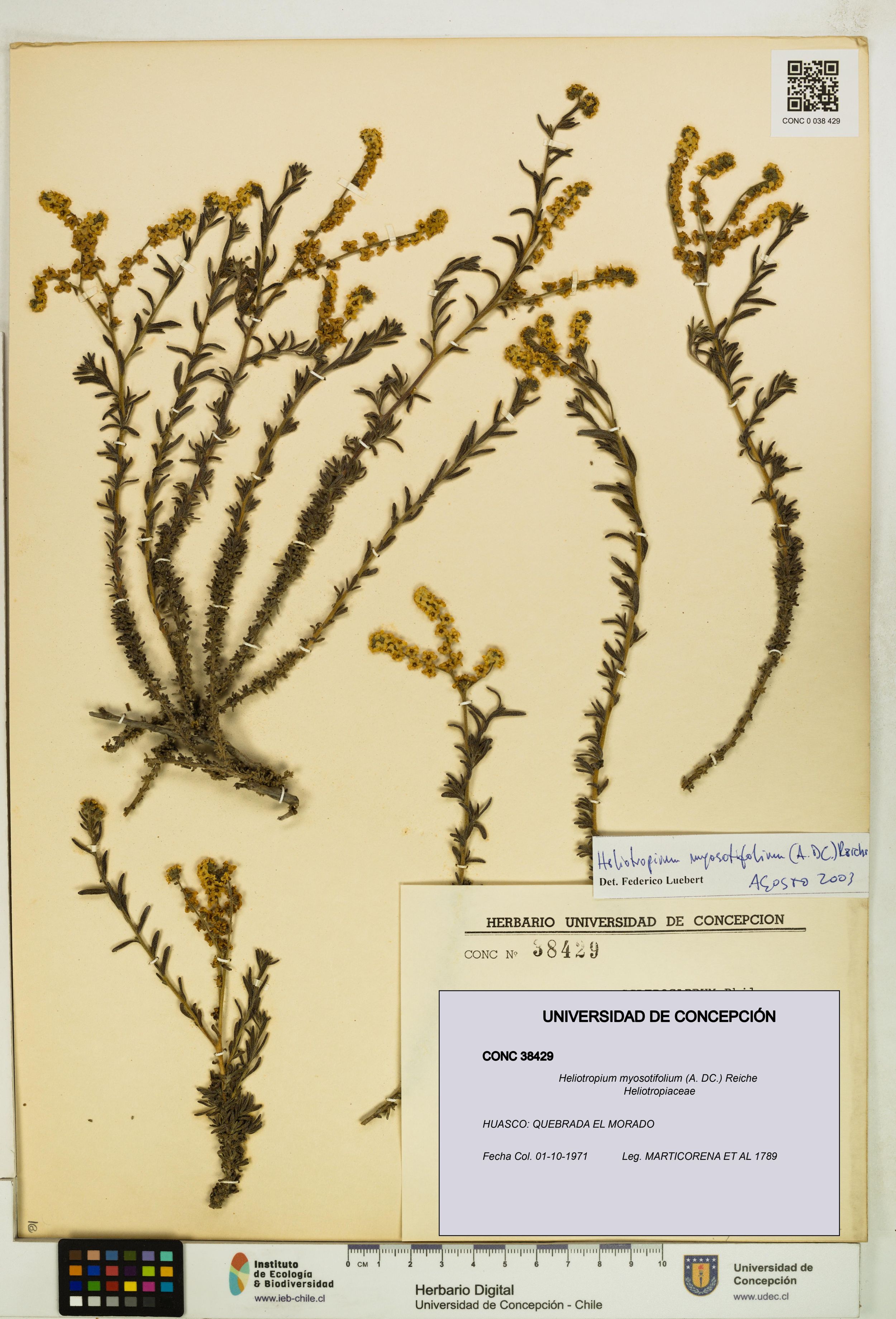 Heliotropium myosotifolium [Espécimen: ]