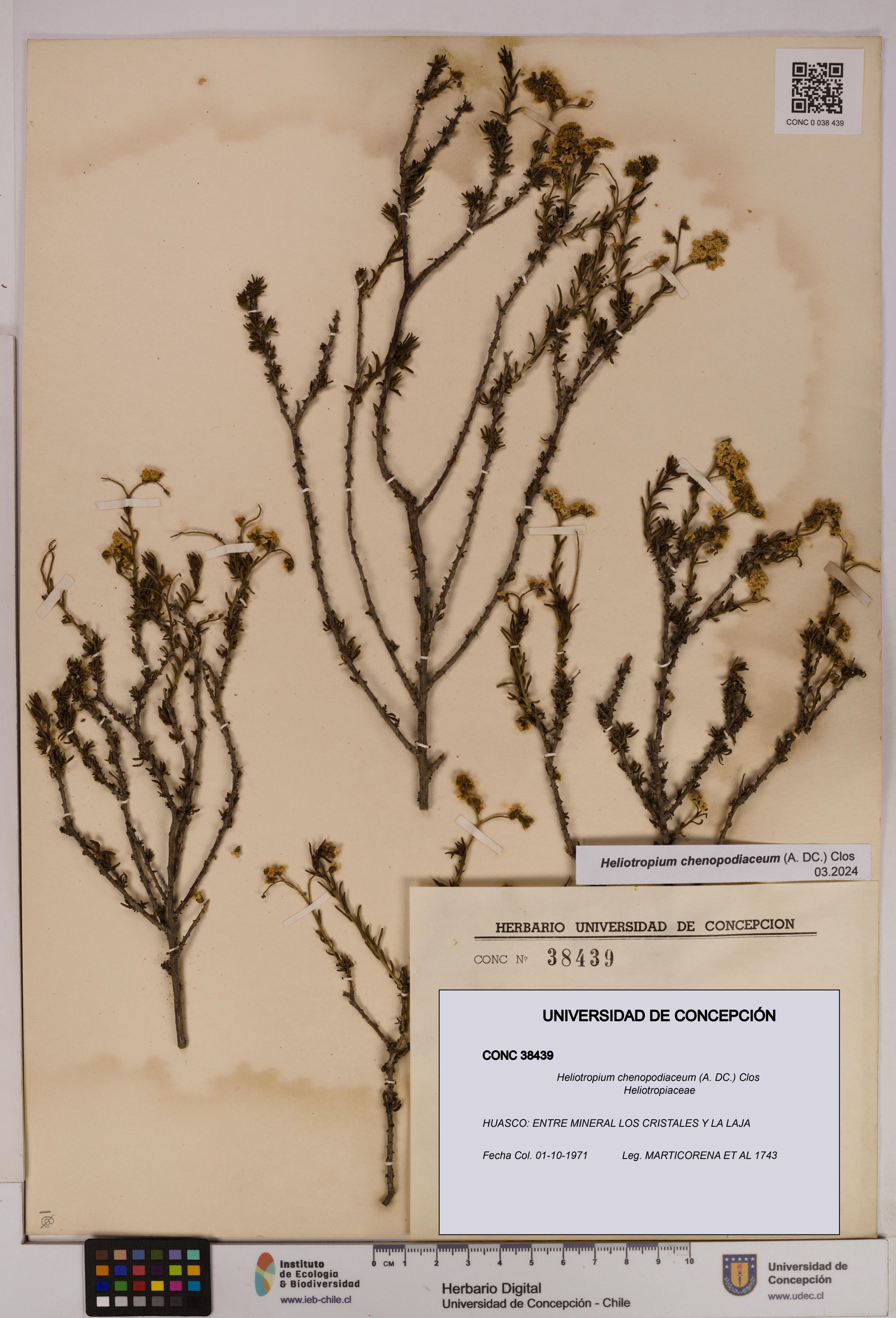 Heliotropium chenopodiaceum [Espécimen: ]