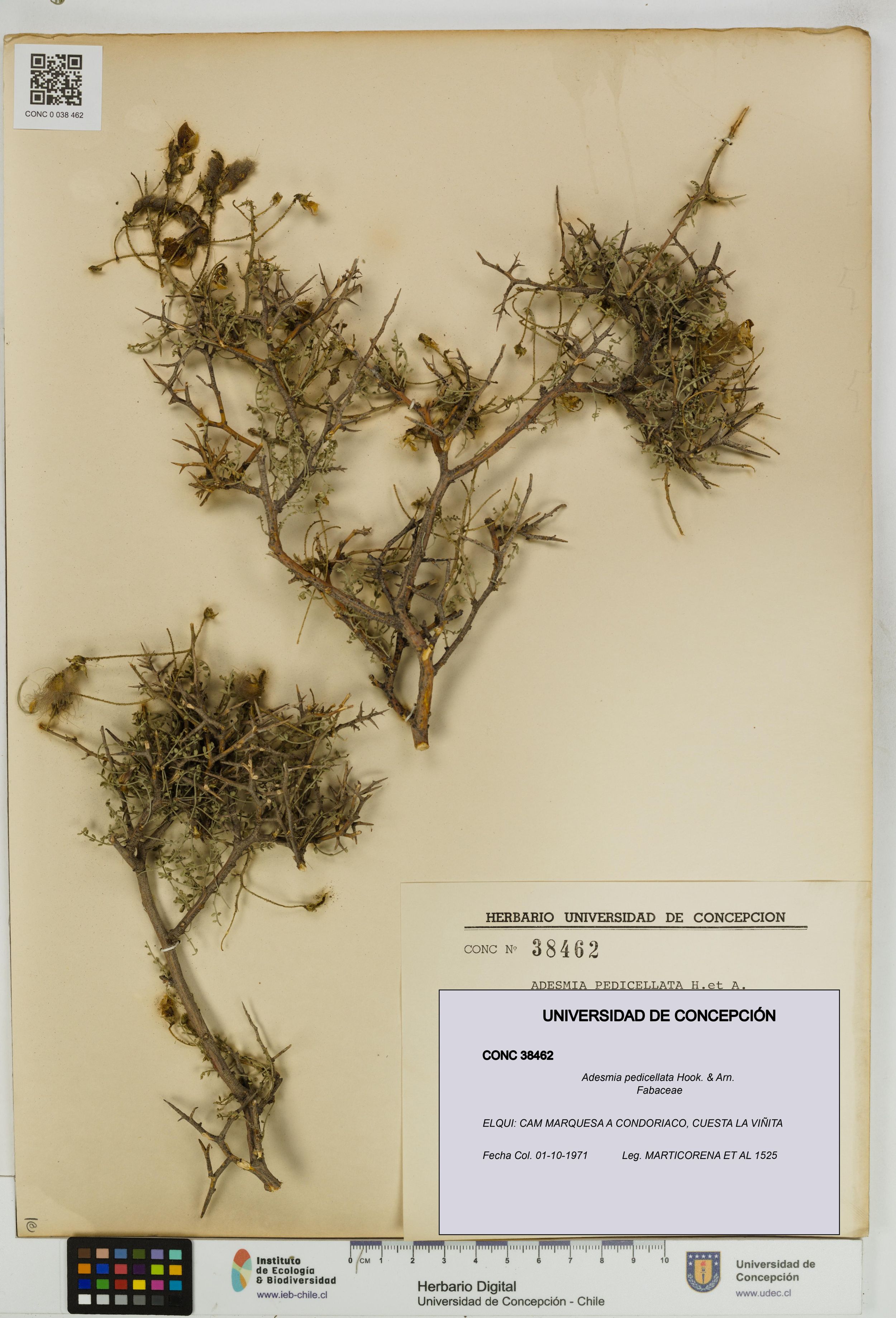 Adesmia pedicellata [Espécimen: ]