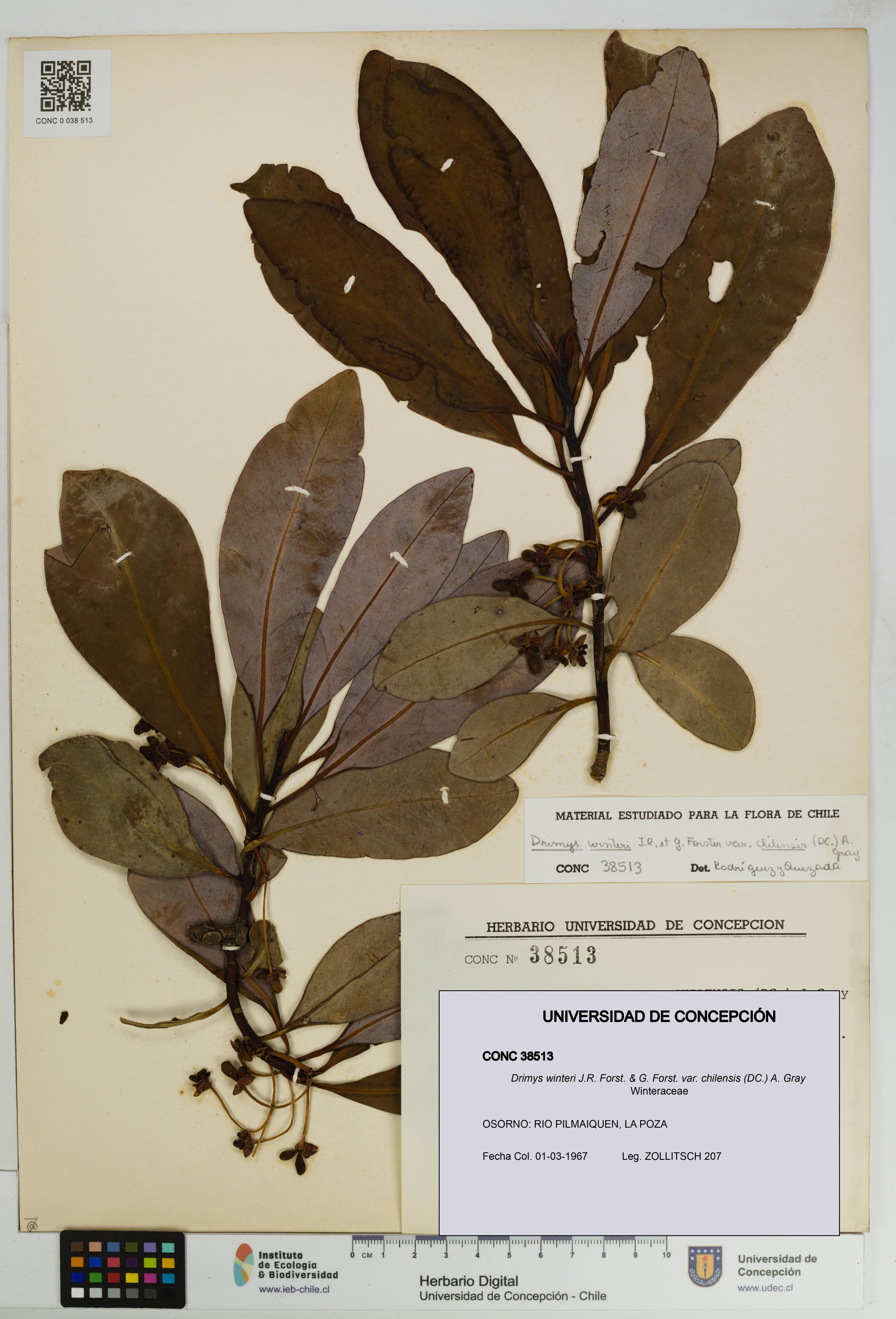 Drimys winteri var. chilensis [Espécimen: ]