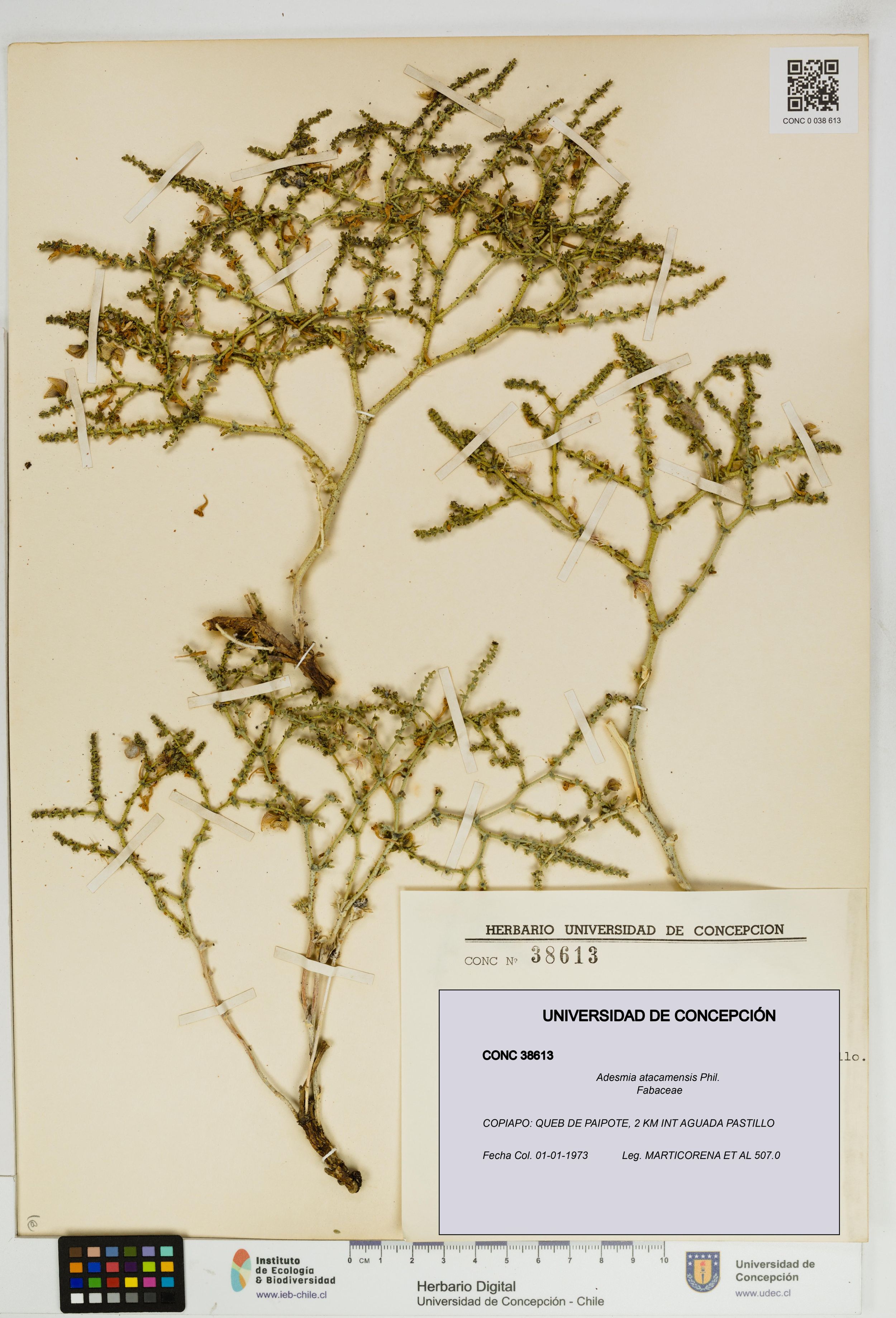 Adesmia atacamensis [Espécimen: ]
