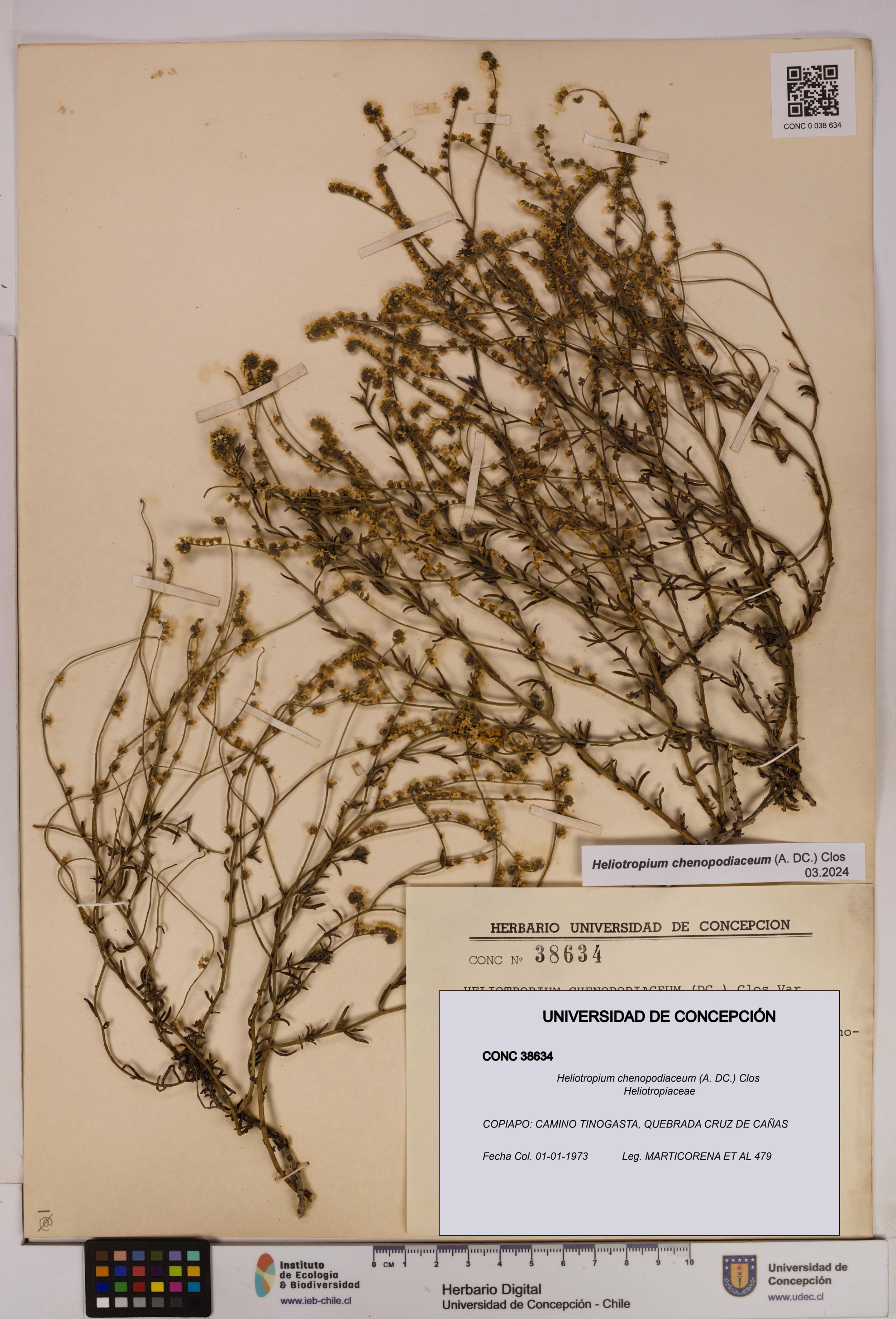 Heliotropium chenopodiaceum [Espécimen: ]