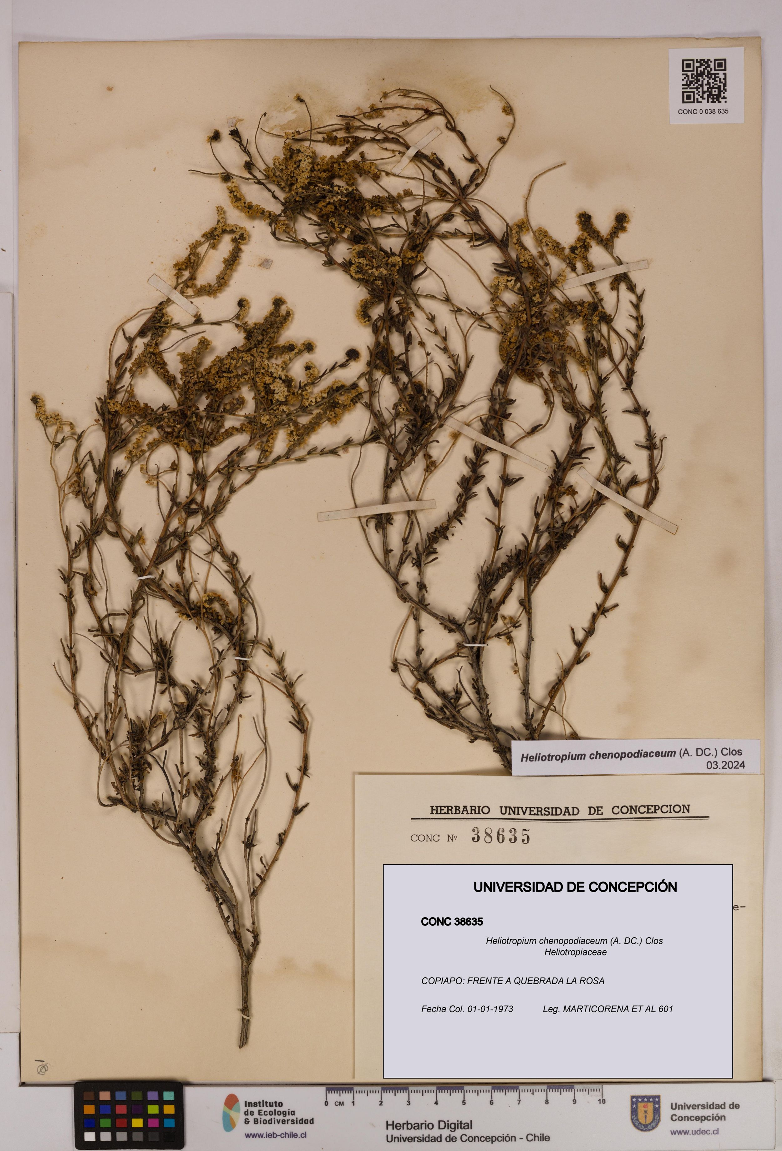 Heliotropium chenopodiaceum [Espécimen: ]
