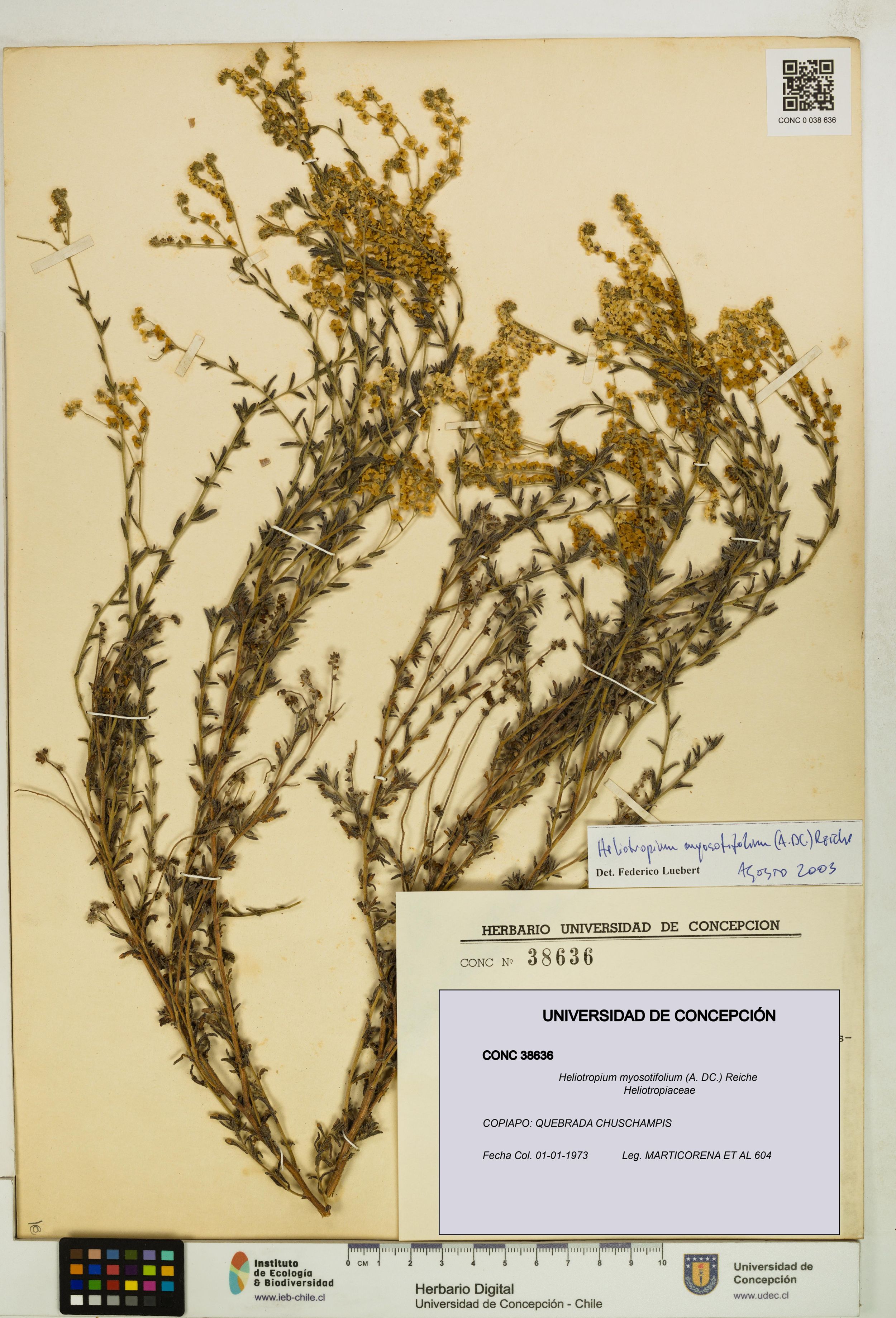Heliotropium myosotifolium [Espécimen: ]