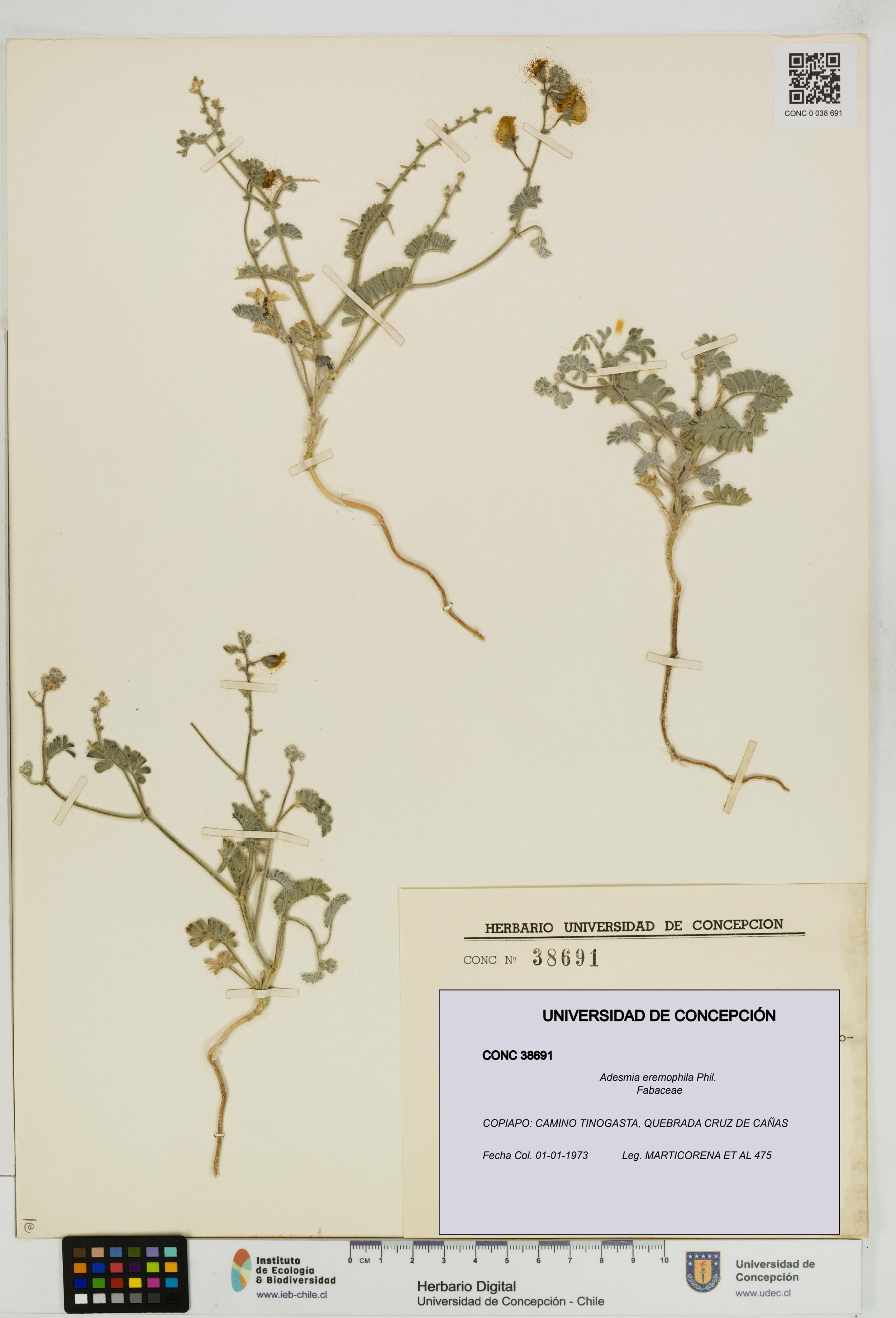 Adesmia eremophila [Espécimen: ]