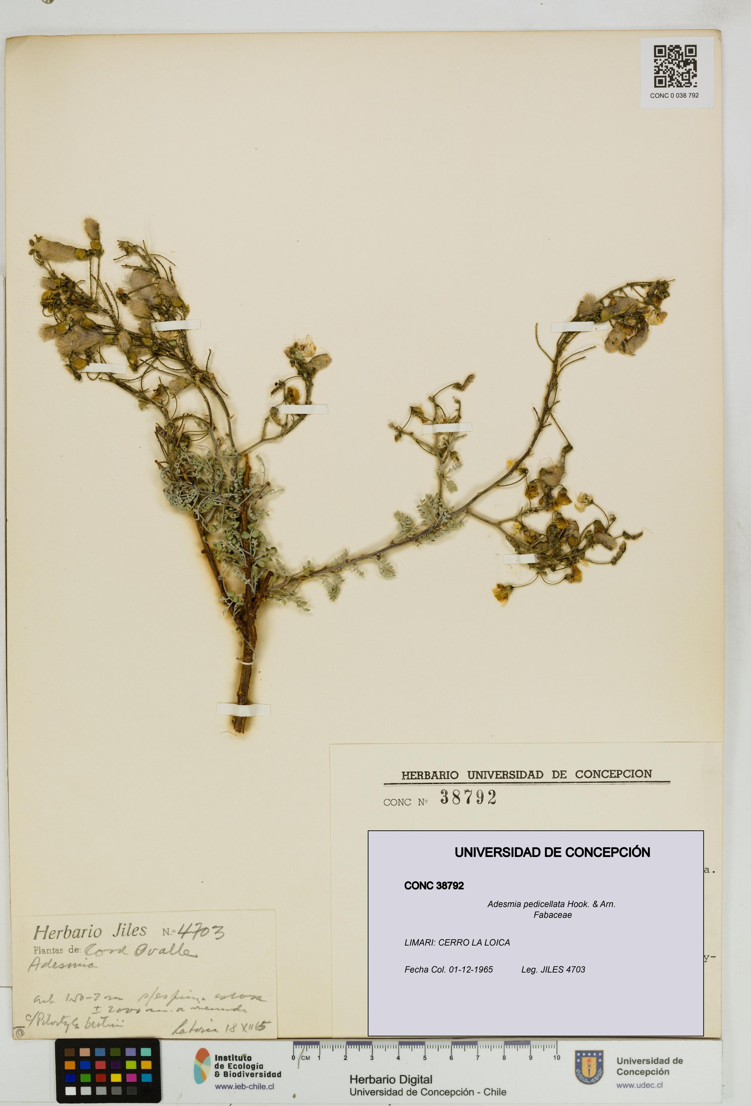 Adesmia pedicellata [Espécimen: ]