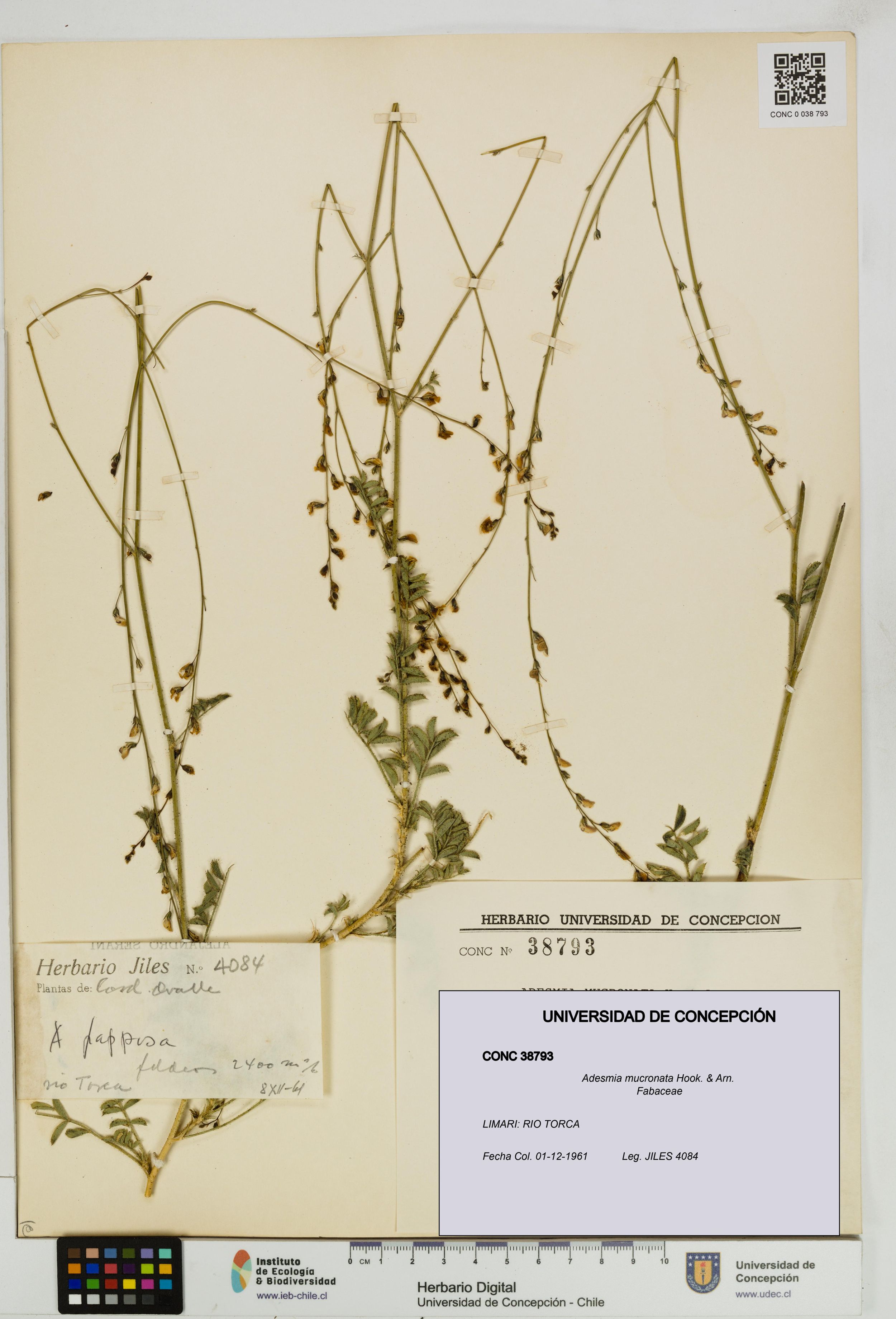 Adesmia mucronata [Espécimen: ]