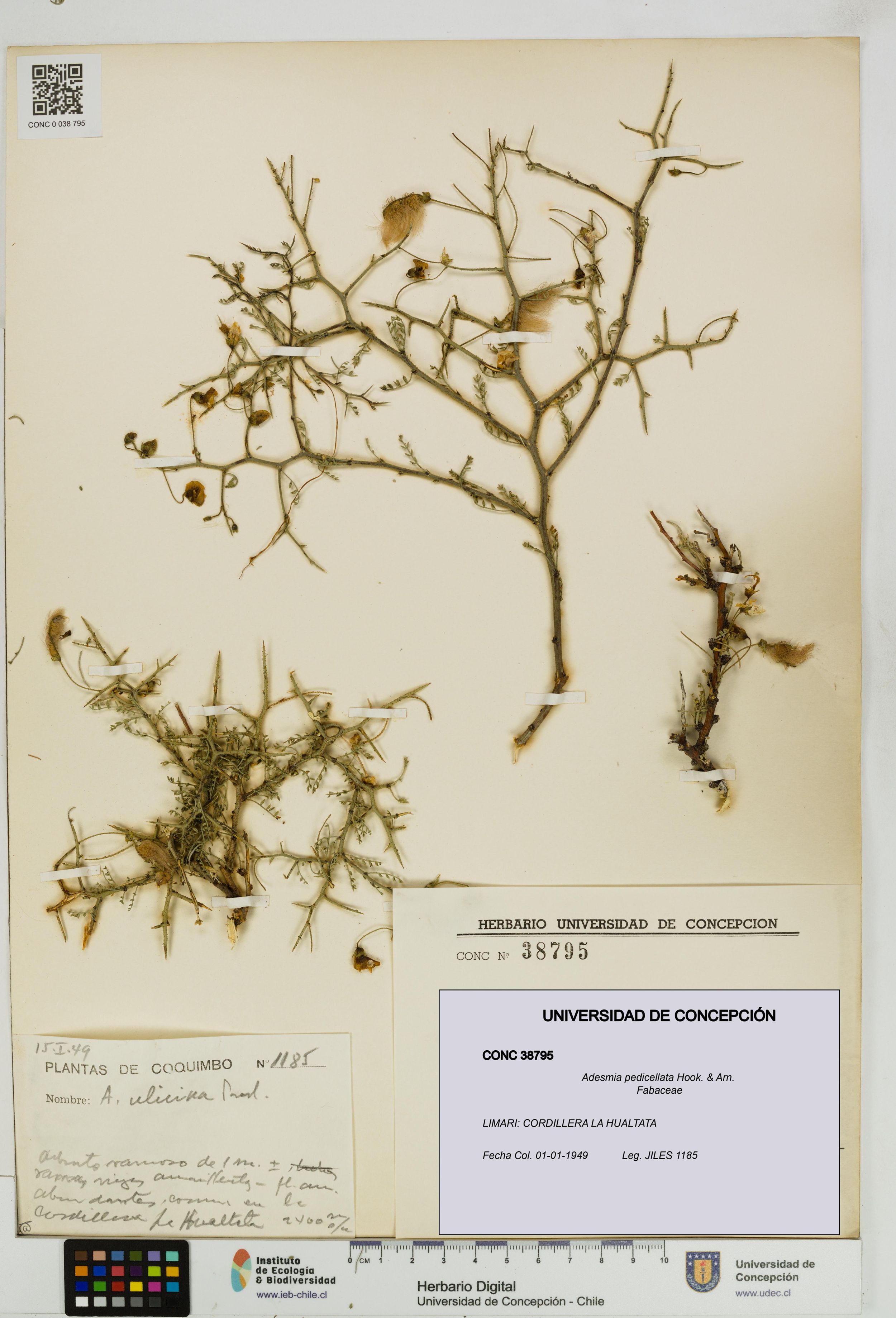 Adesmia pedicellata [Espécimen: ]