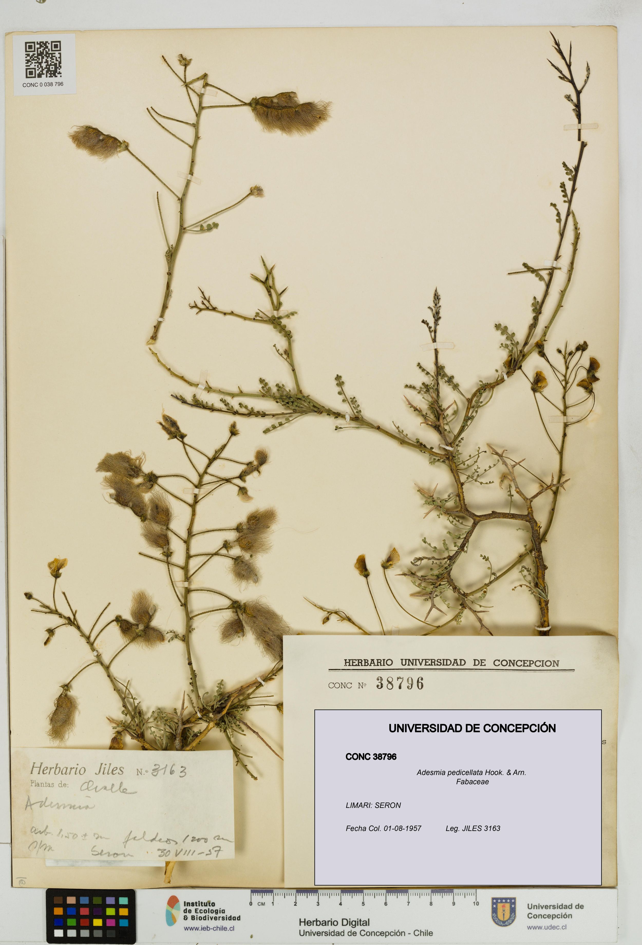 Adesmia pedicellata [Espécimen: ]