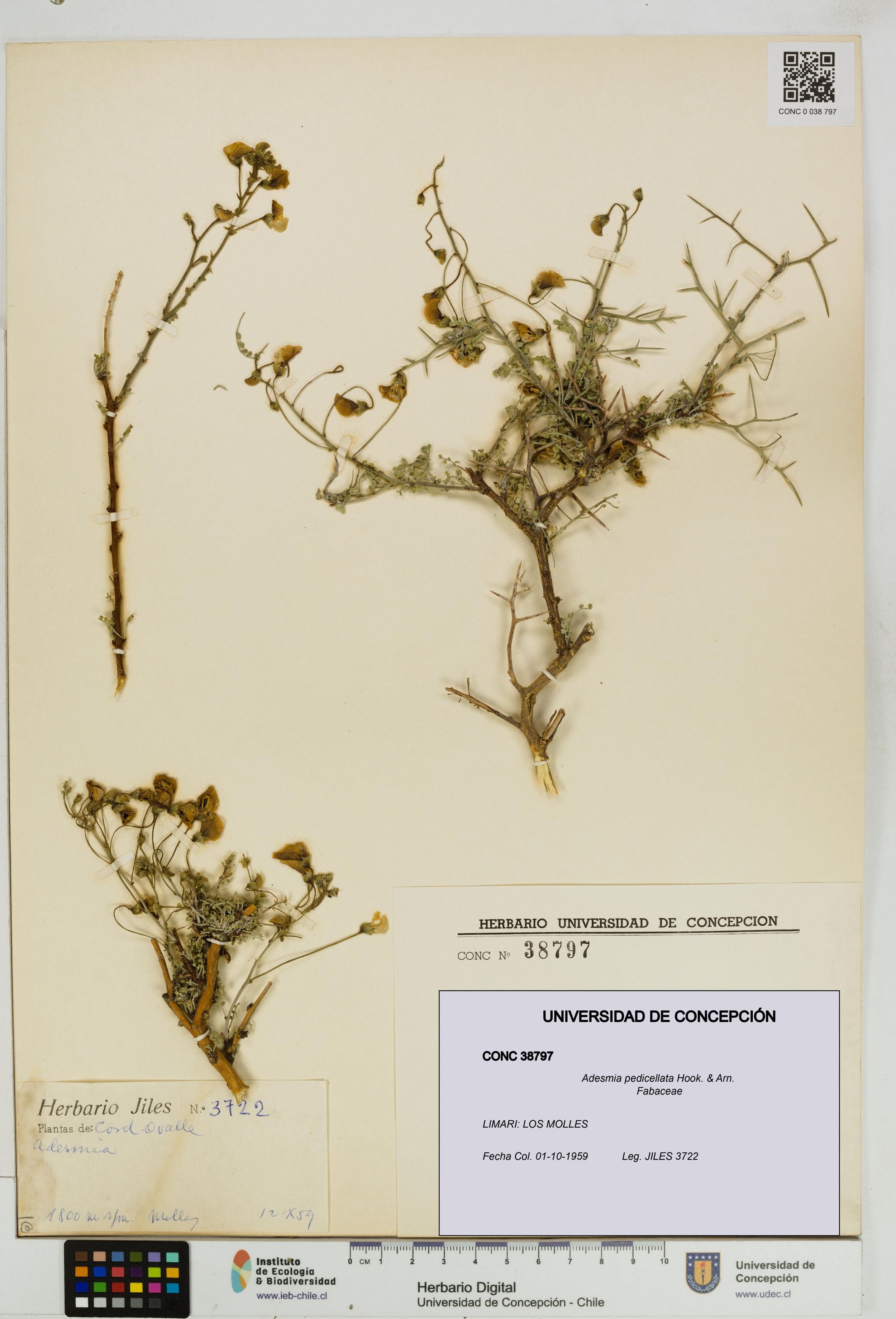 Adesmia pedicellata [Espécimen: ]