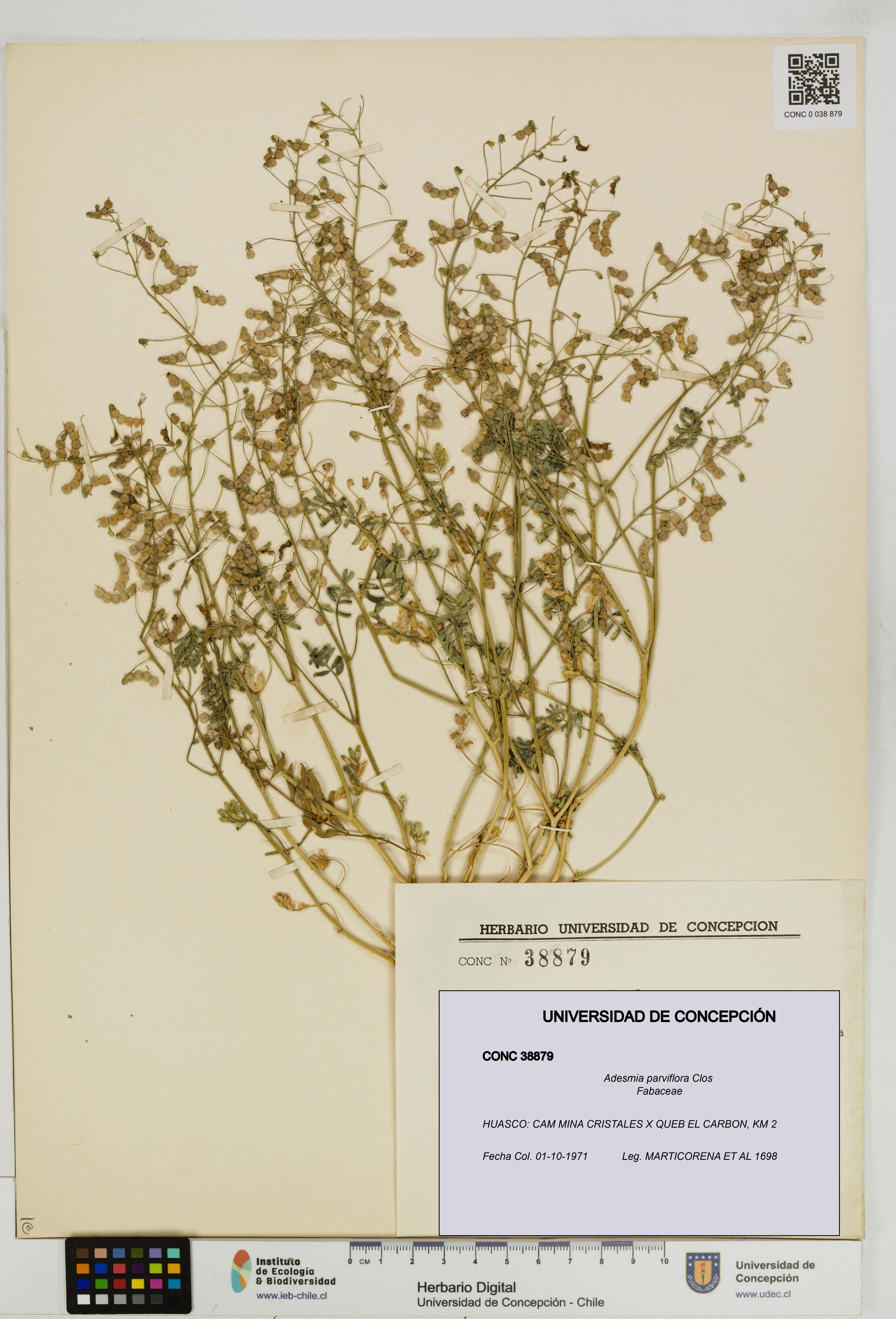 Adesmia parviflora [Espécimen: ]