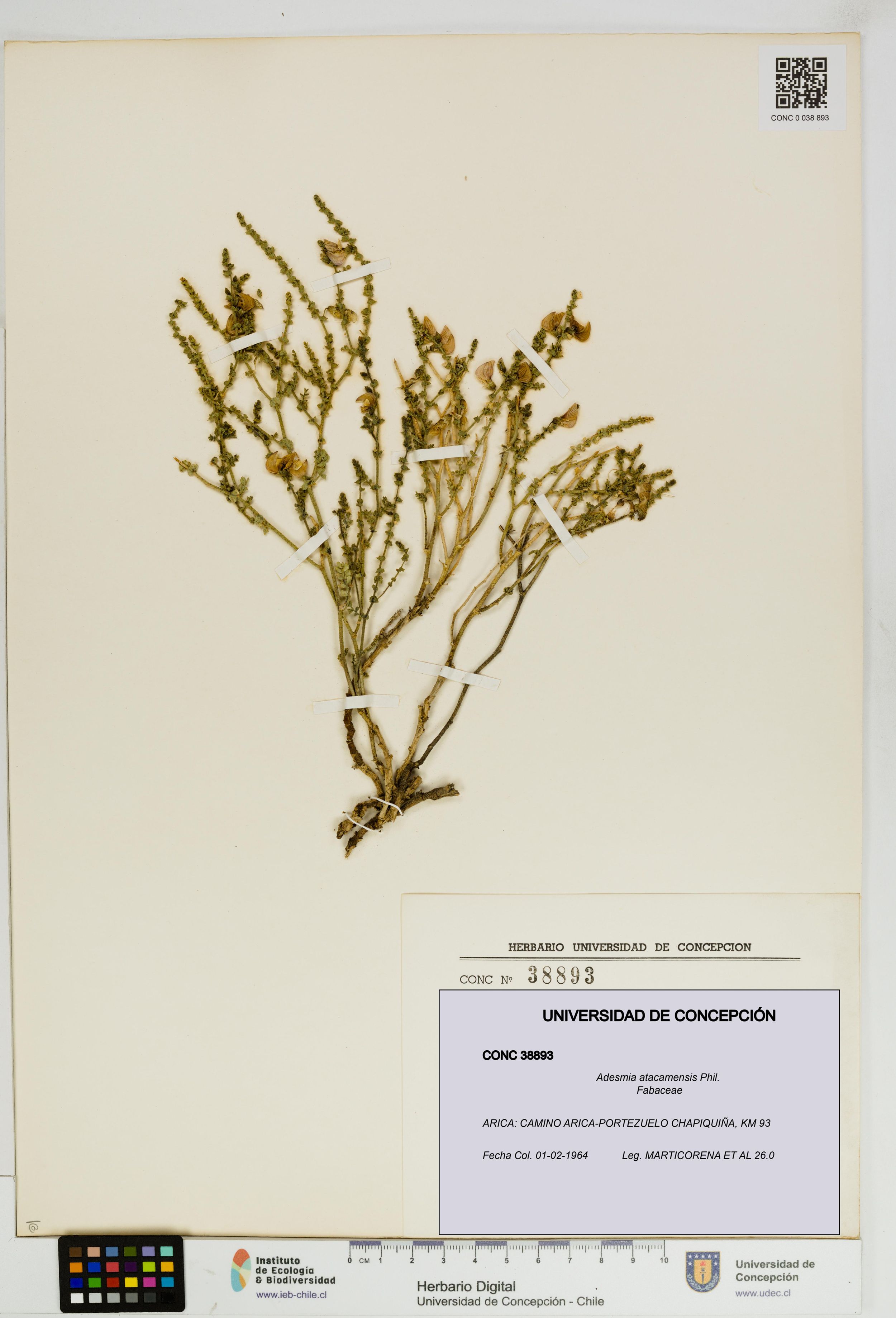 Adesmia atacamensis [Espécimen: ]