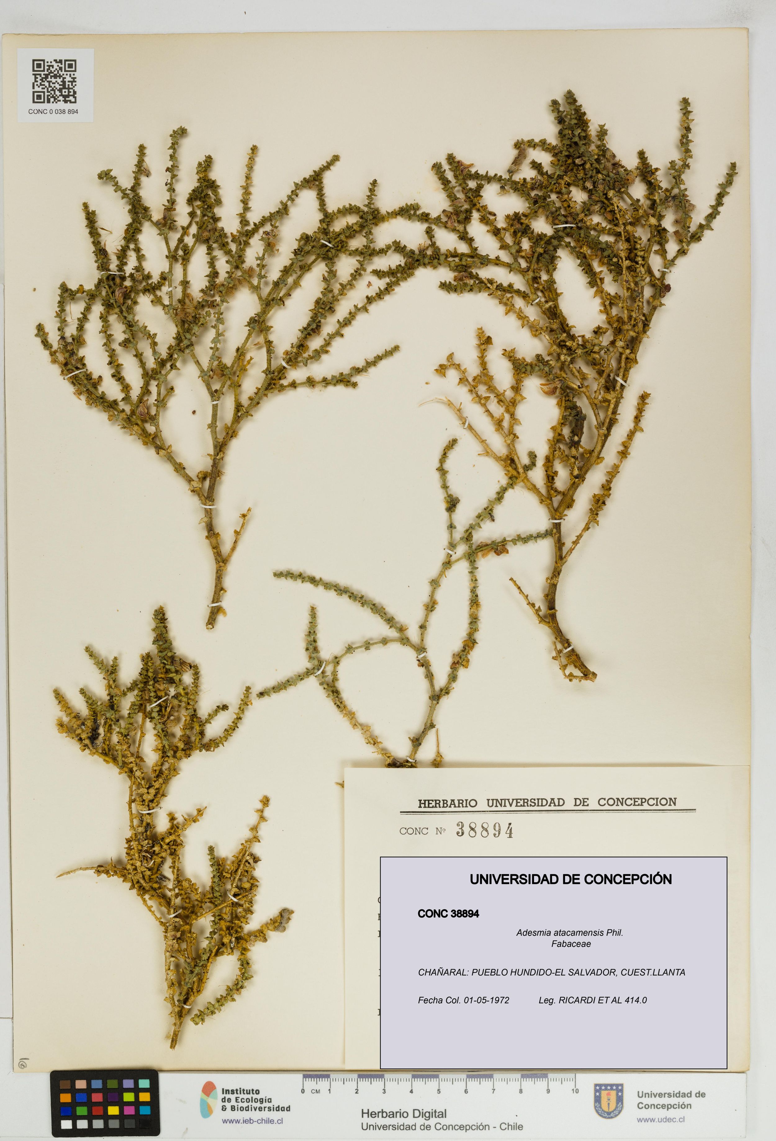 Adesmia atacamensis [Espécimen: ]