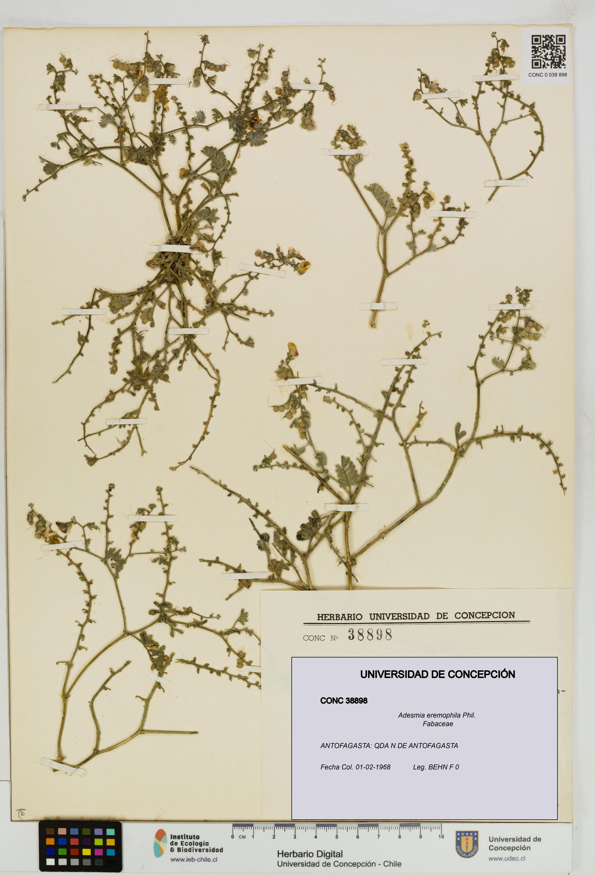 Adesmia eremophila [Espécimen: ]