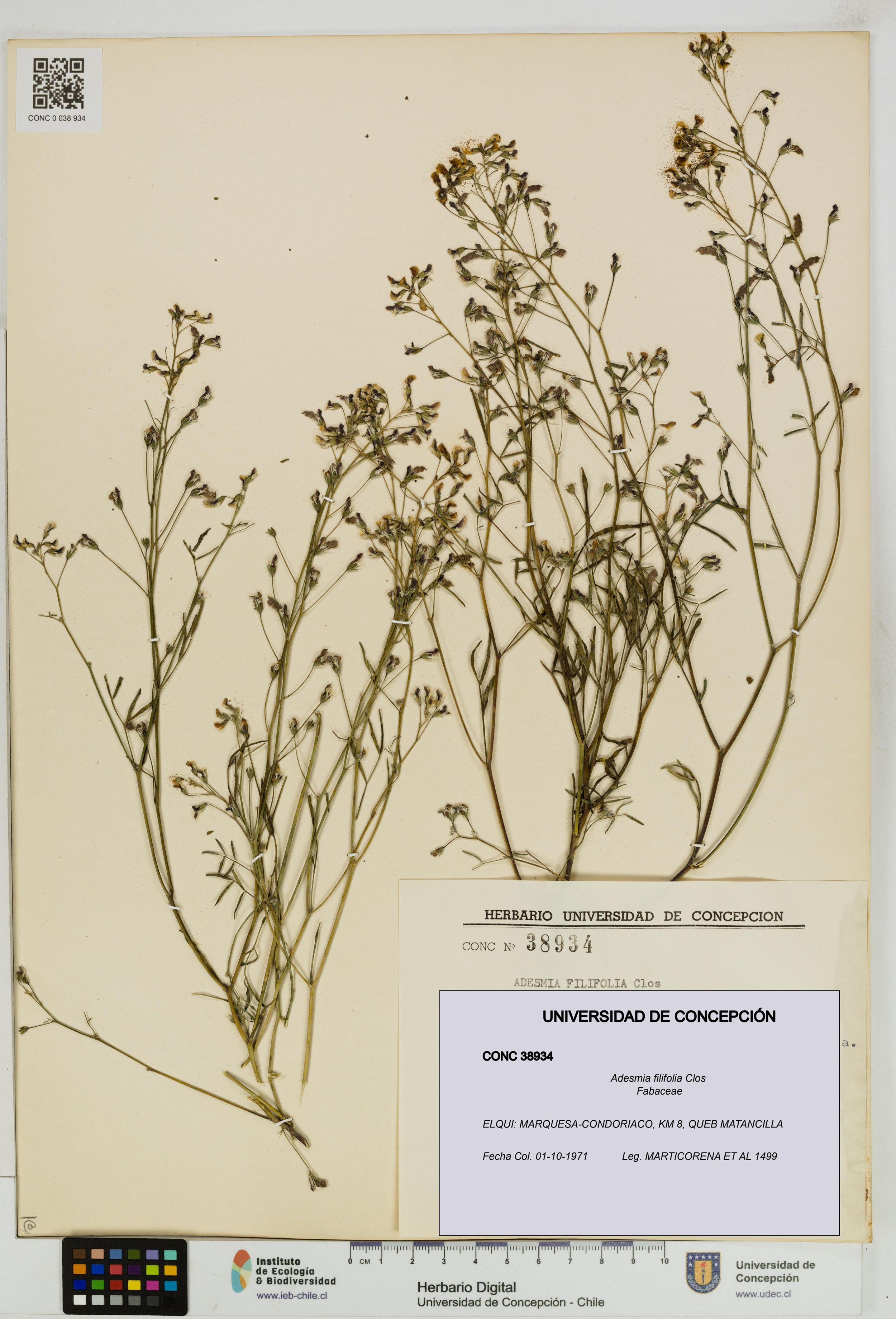 Adesmia filifolia [Espécimen: ]