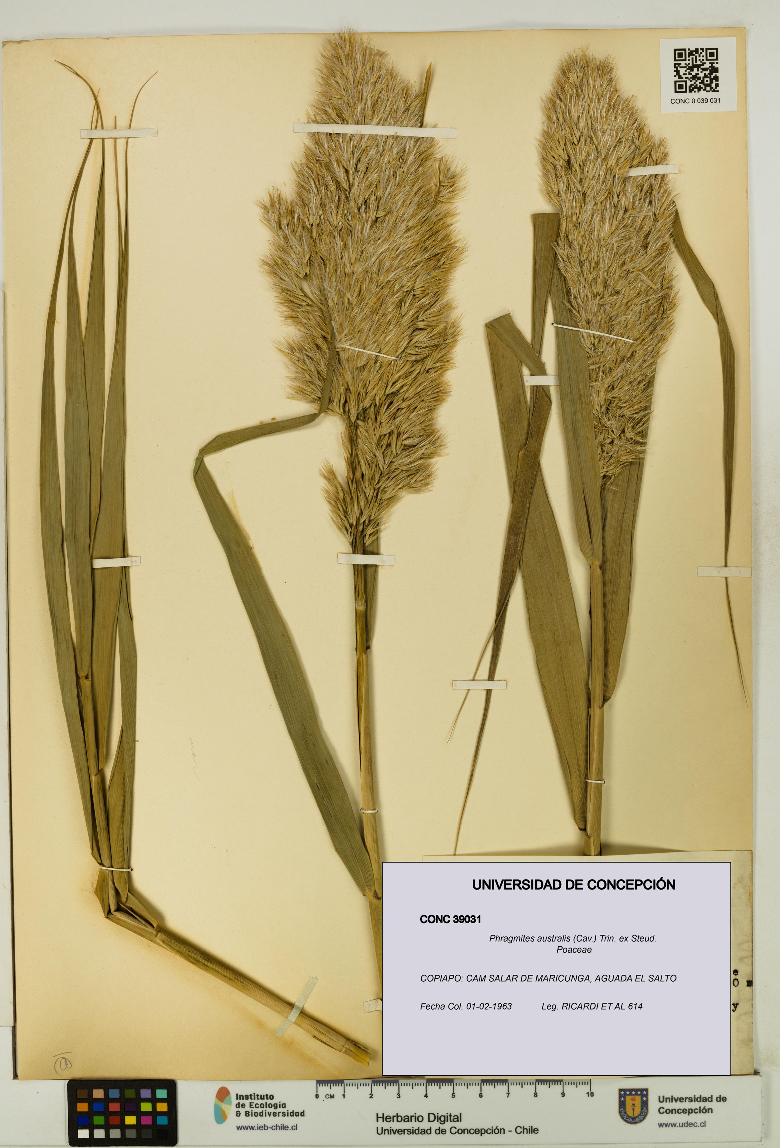 Phragmites australis [Espécimen: ]