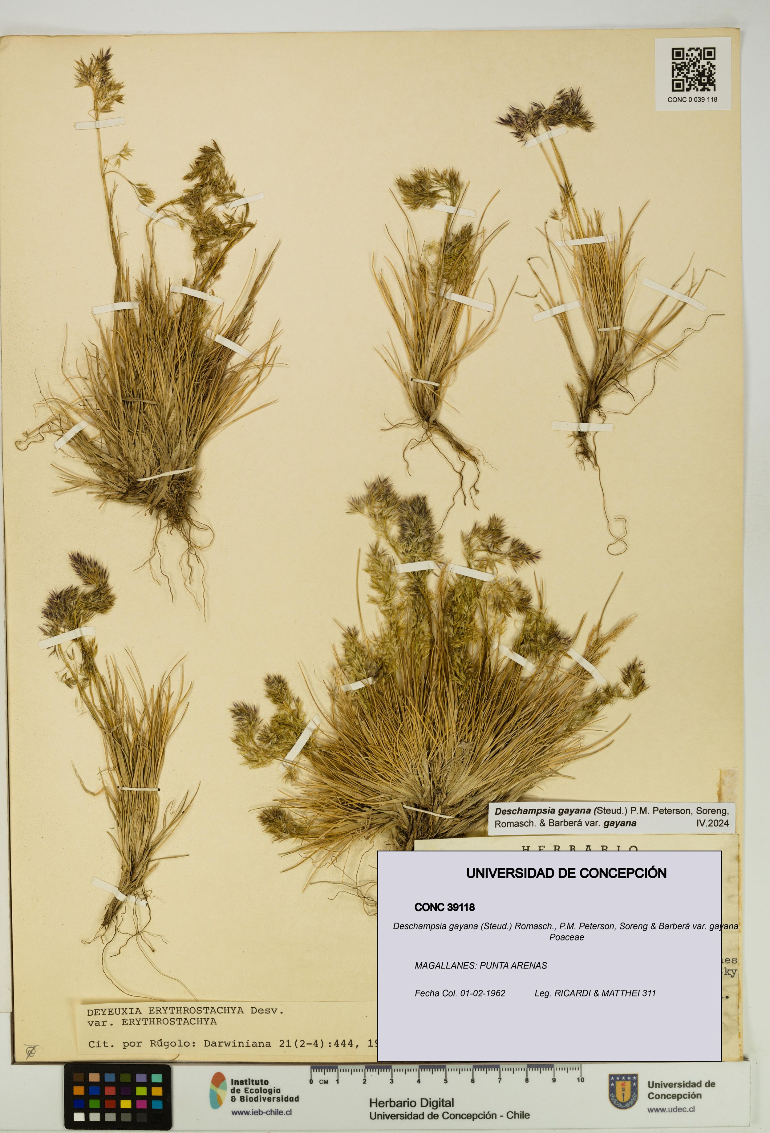 Deschampsia gayana var. gayana [Espécimen: ]