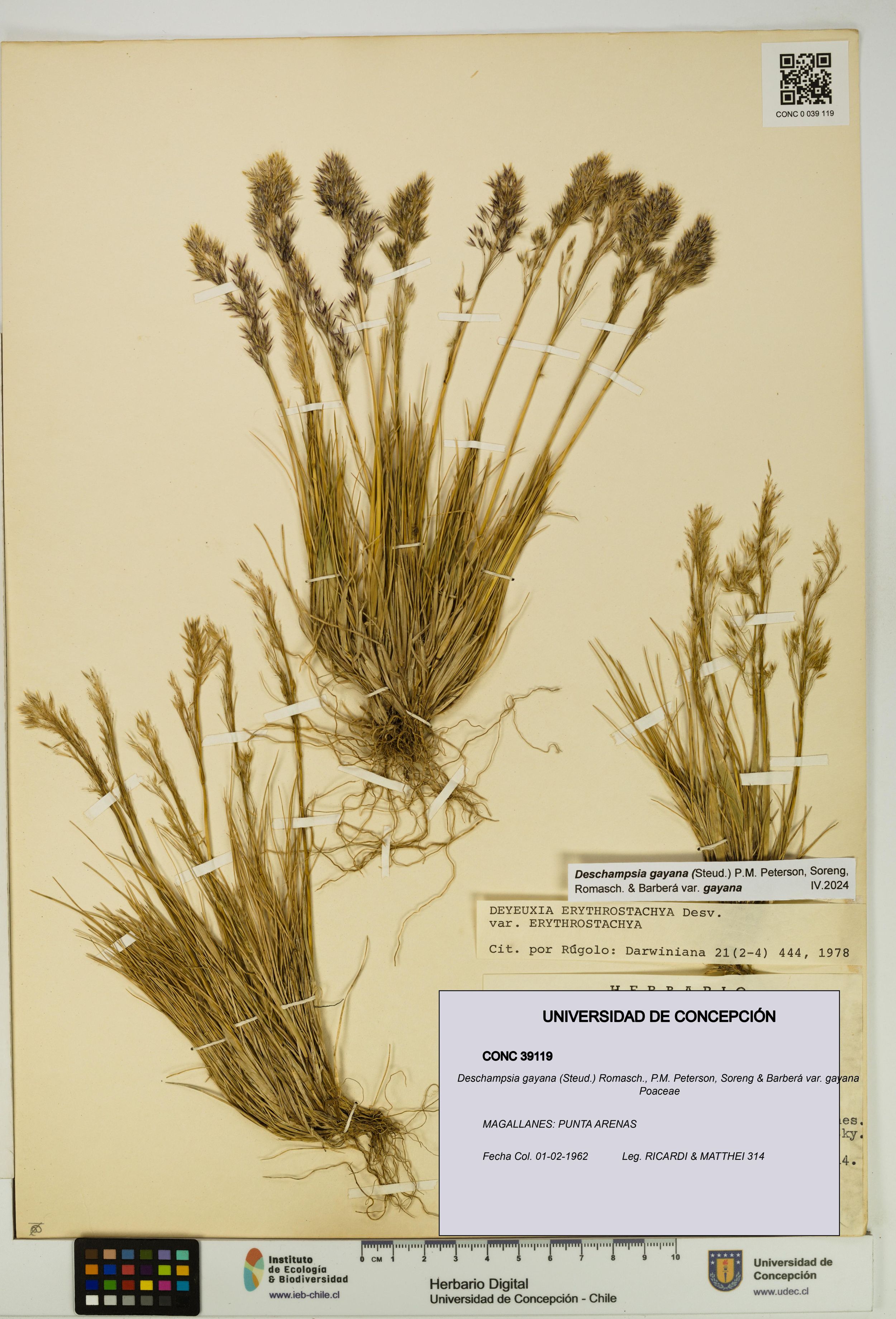 Deschampsia gayana var. gayana [Espécimen: ]