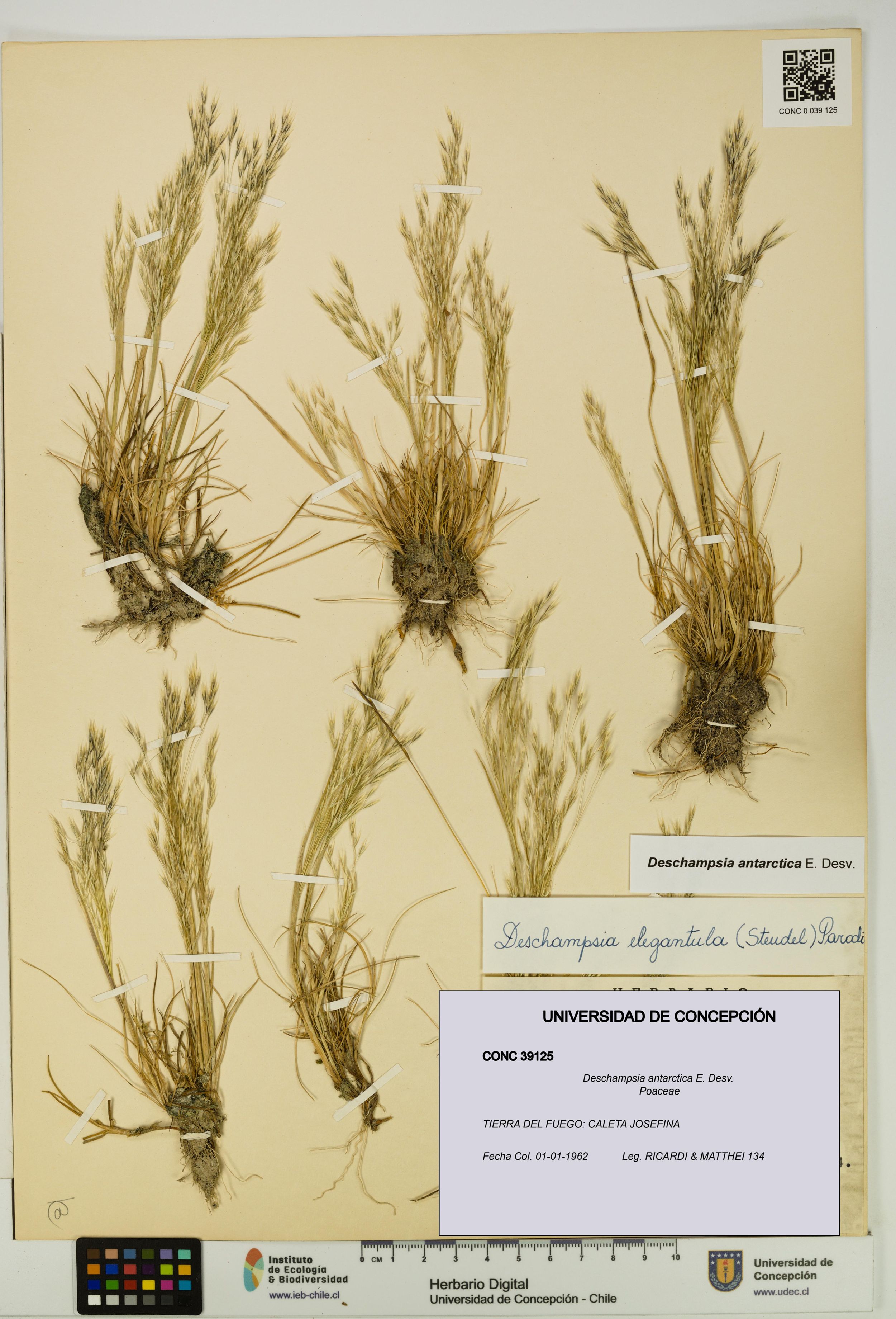 Deschampsia antarctica [Espécimen: ]