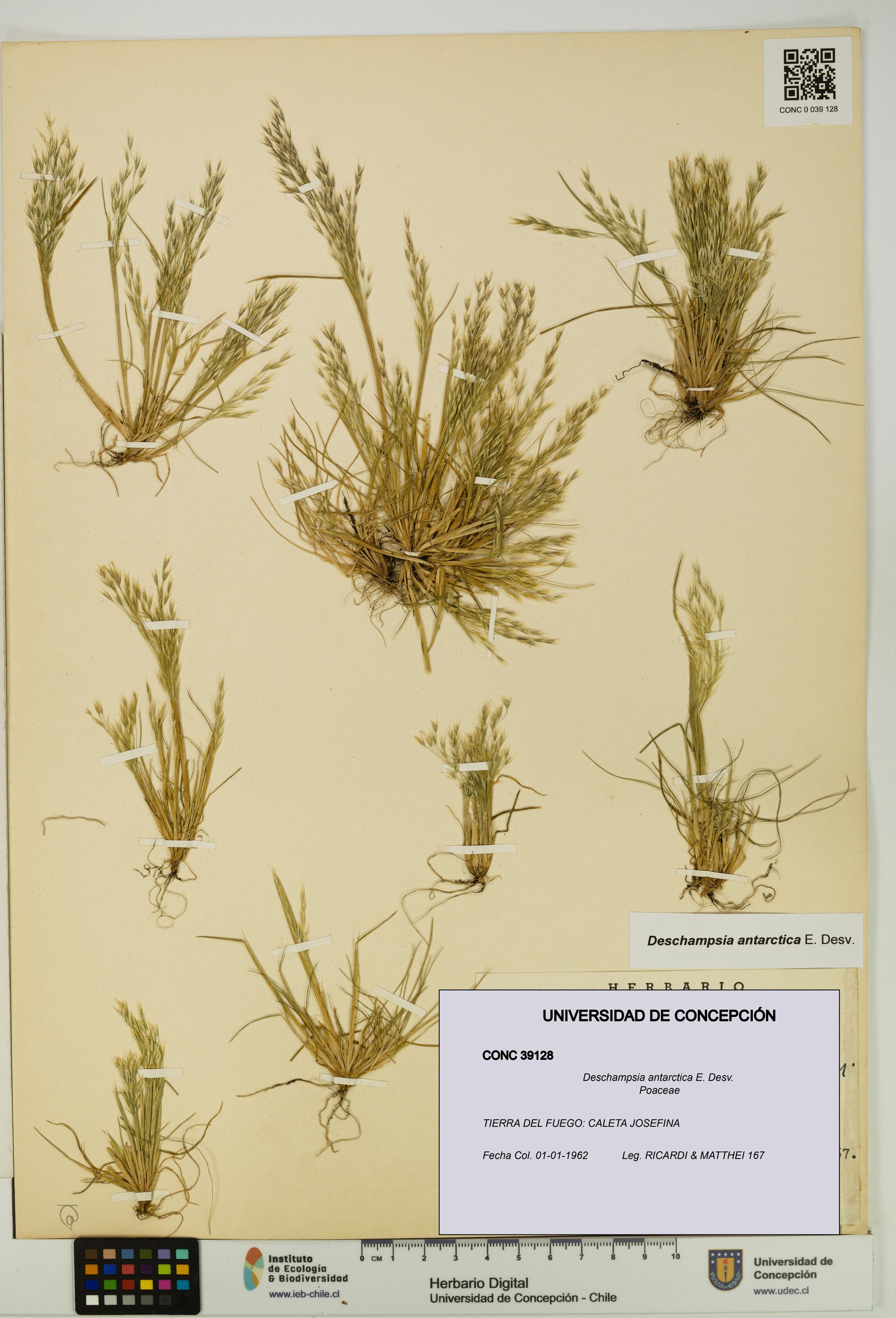Deschampsia antarctica [Espécimen: ]