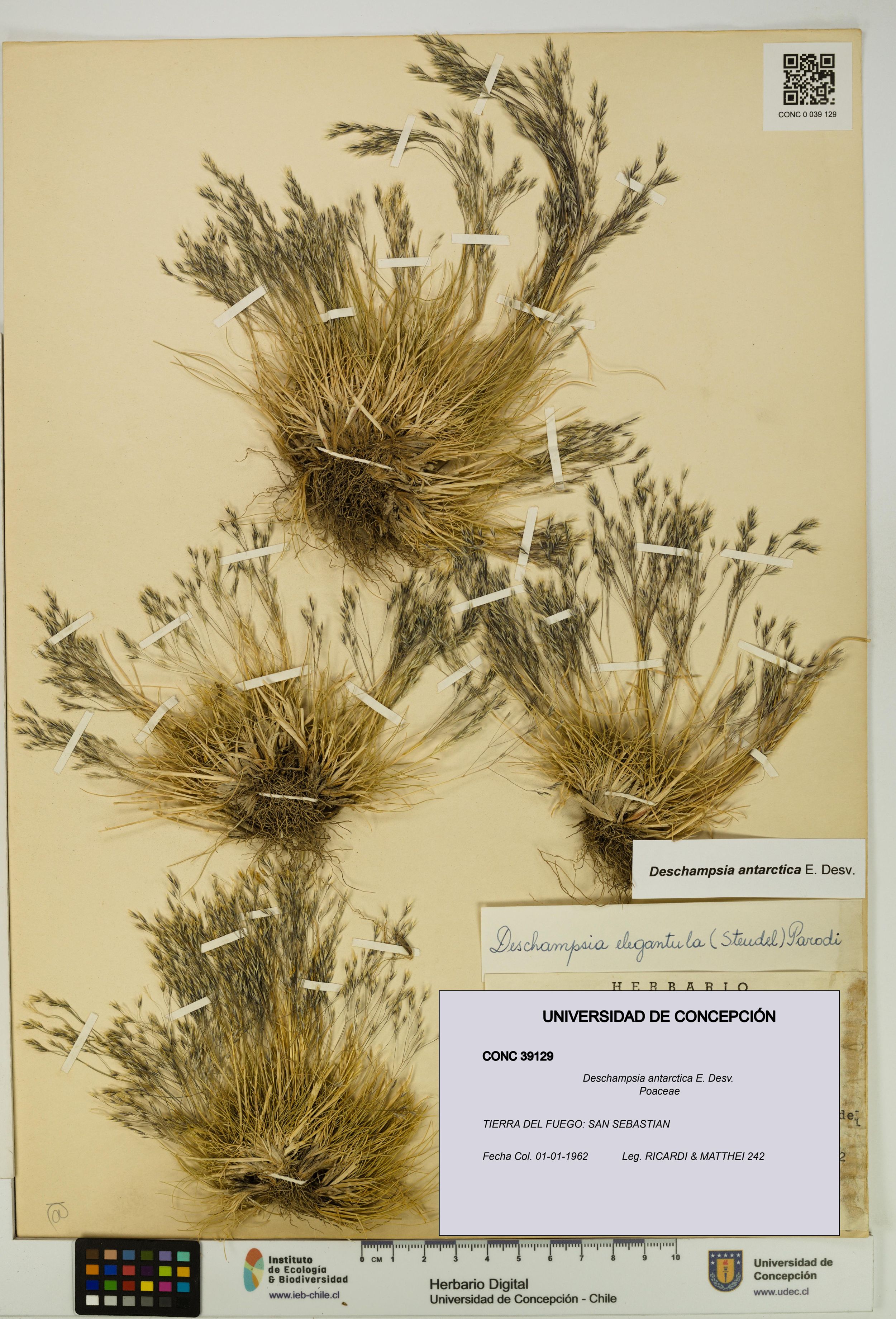 Deschampsia antarctica [Espécimen: ]