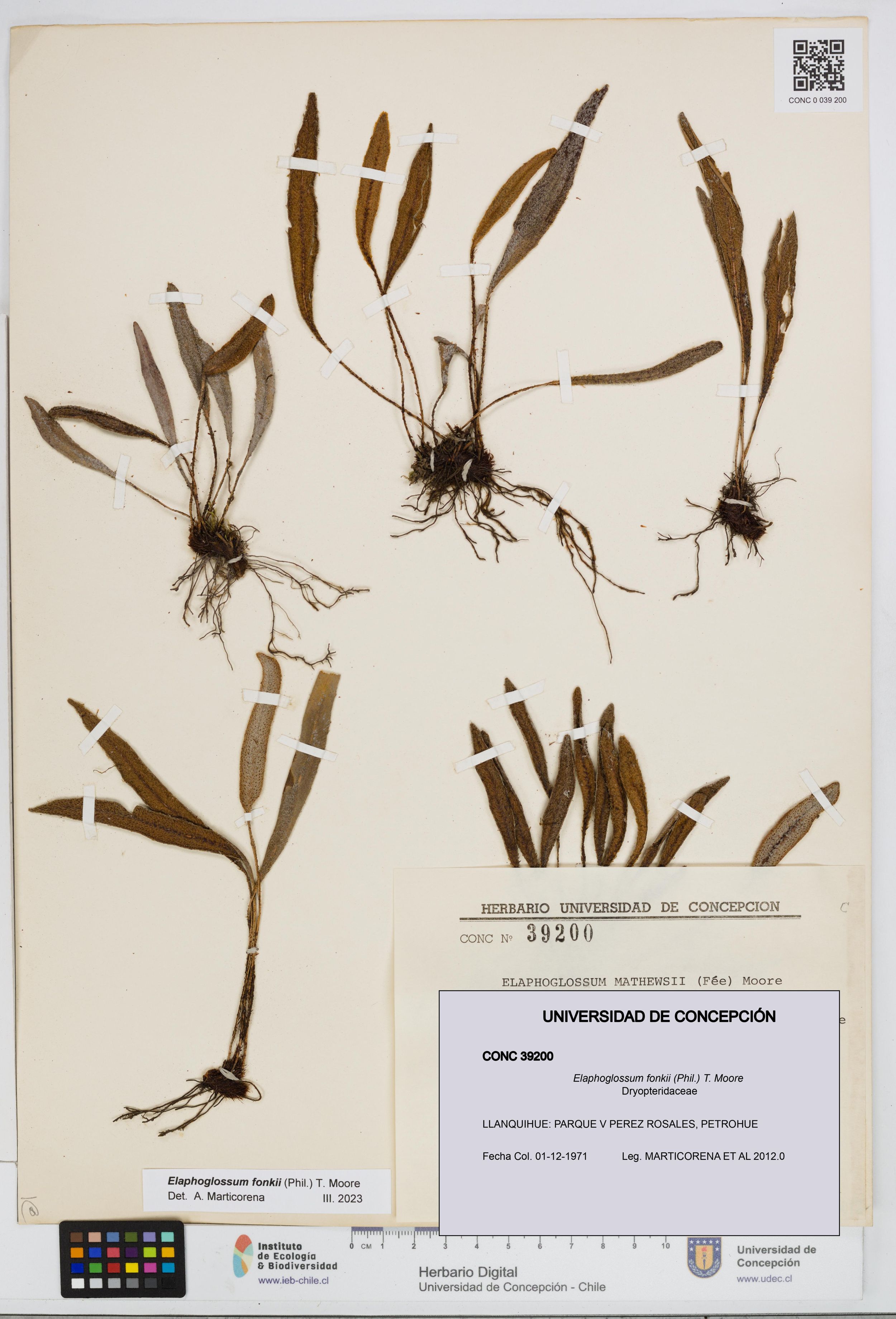 Elaphoglossum fonkii [Espécimen: ]