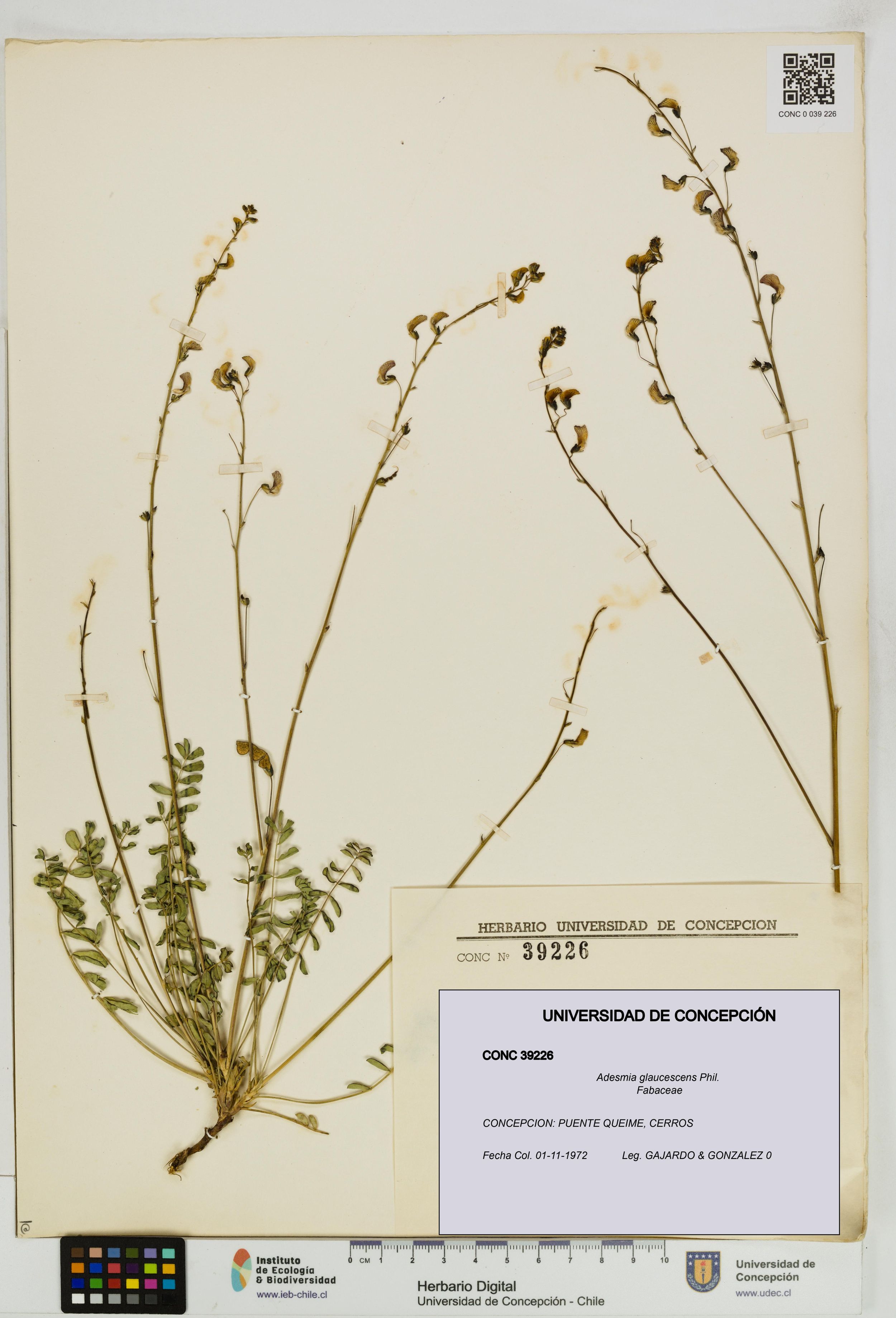 Adesmia glaucescens [Espécimen: ]